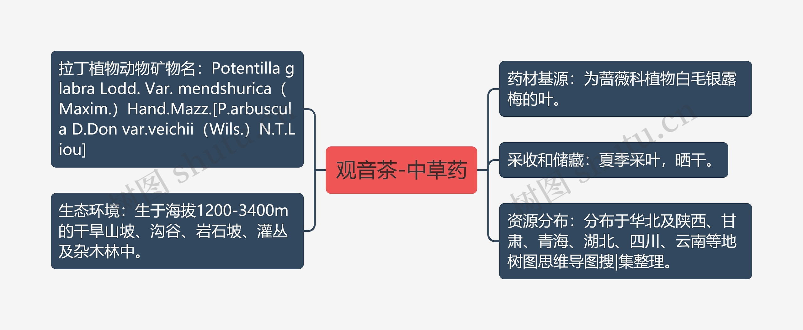 观音茶-中草药 观音茶-中草药