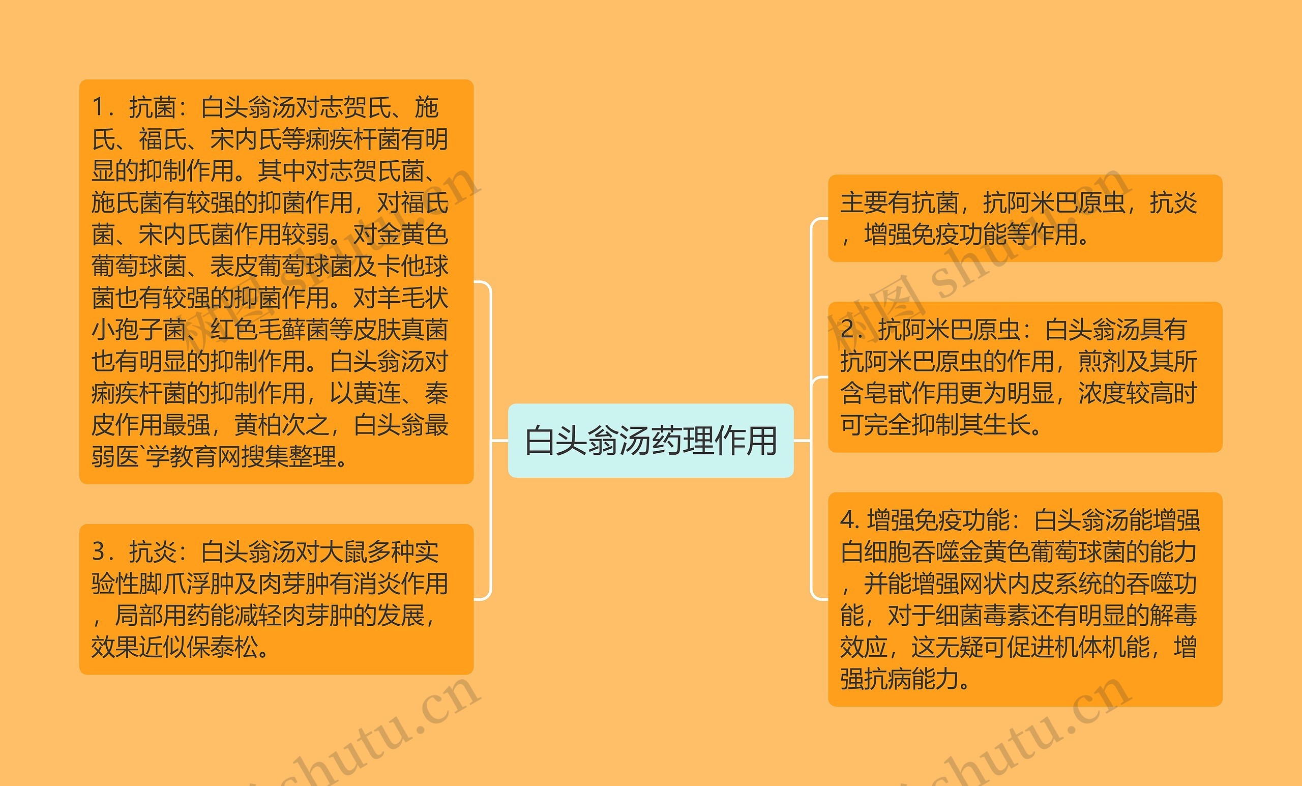 白头翁汤药理作用思维导图