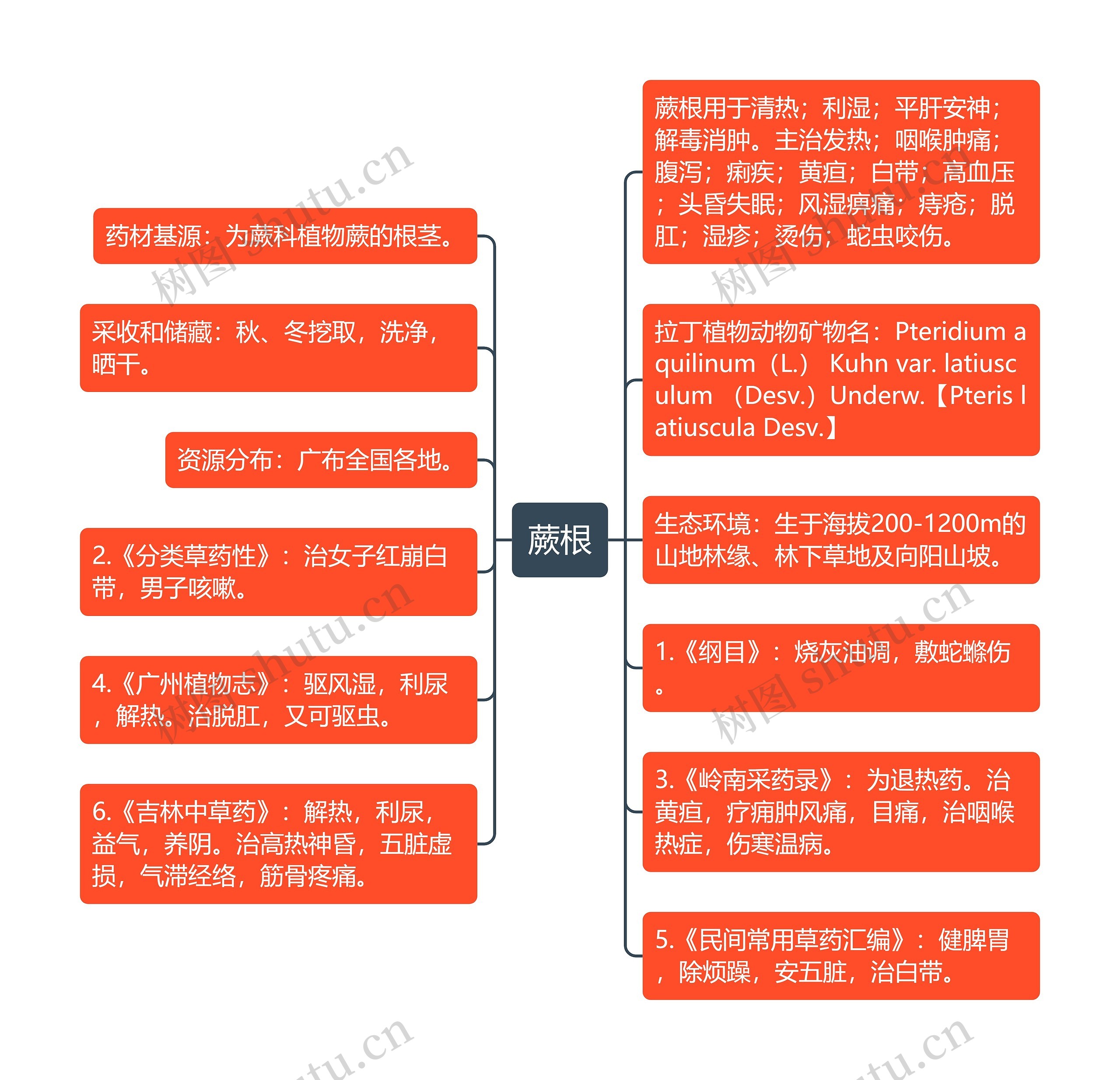 蕨根思维导图