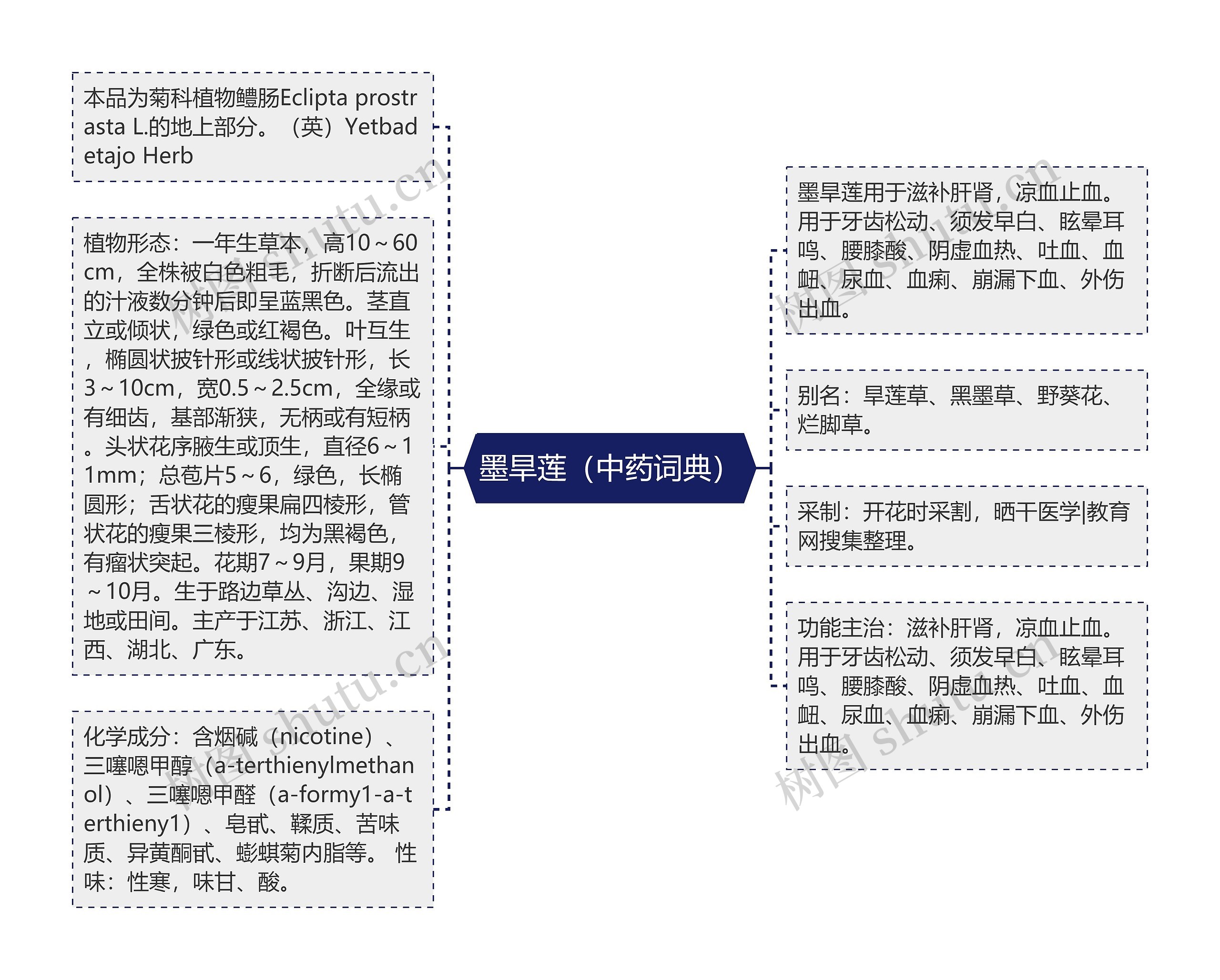 墨旱莲（中药词典）思维导图