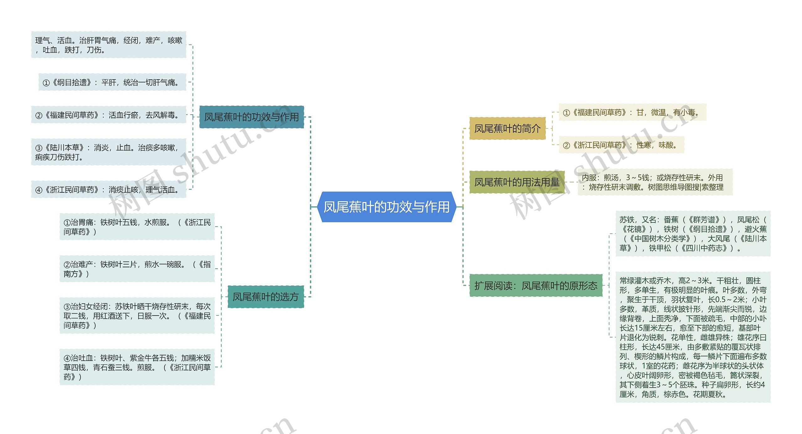 凤尾蕉叶的功效与作用思维导图