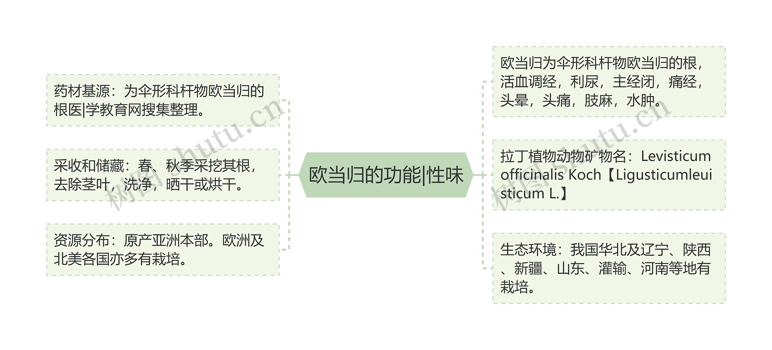 欧当归的功能|性味 欧当归的功能|性味