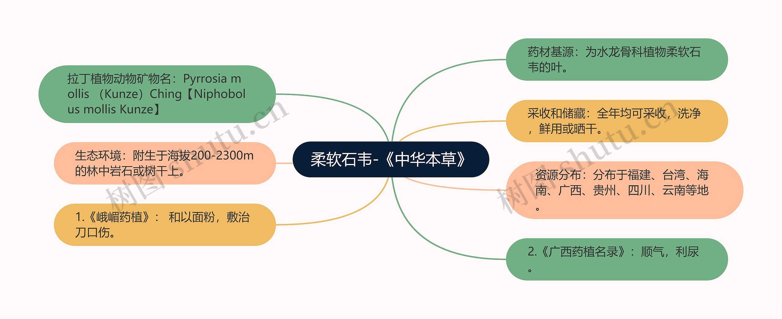 柔软石韦-《中华本草》思维导图