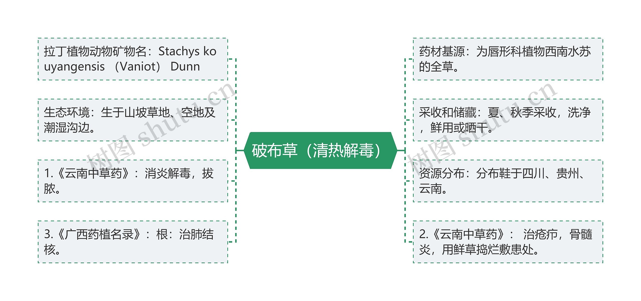 破布草（清热解毒）思维导图