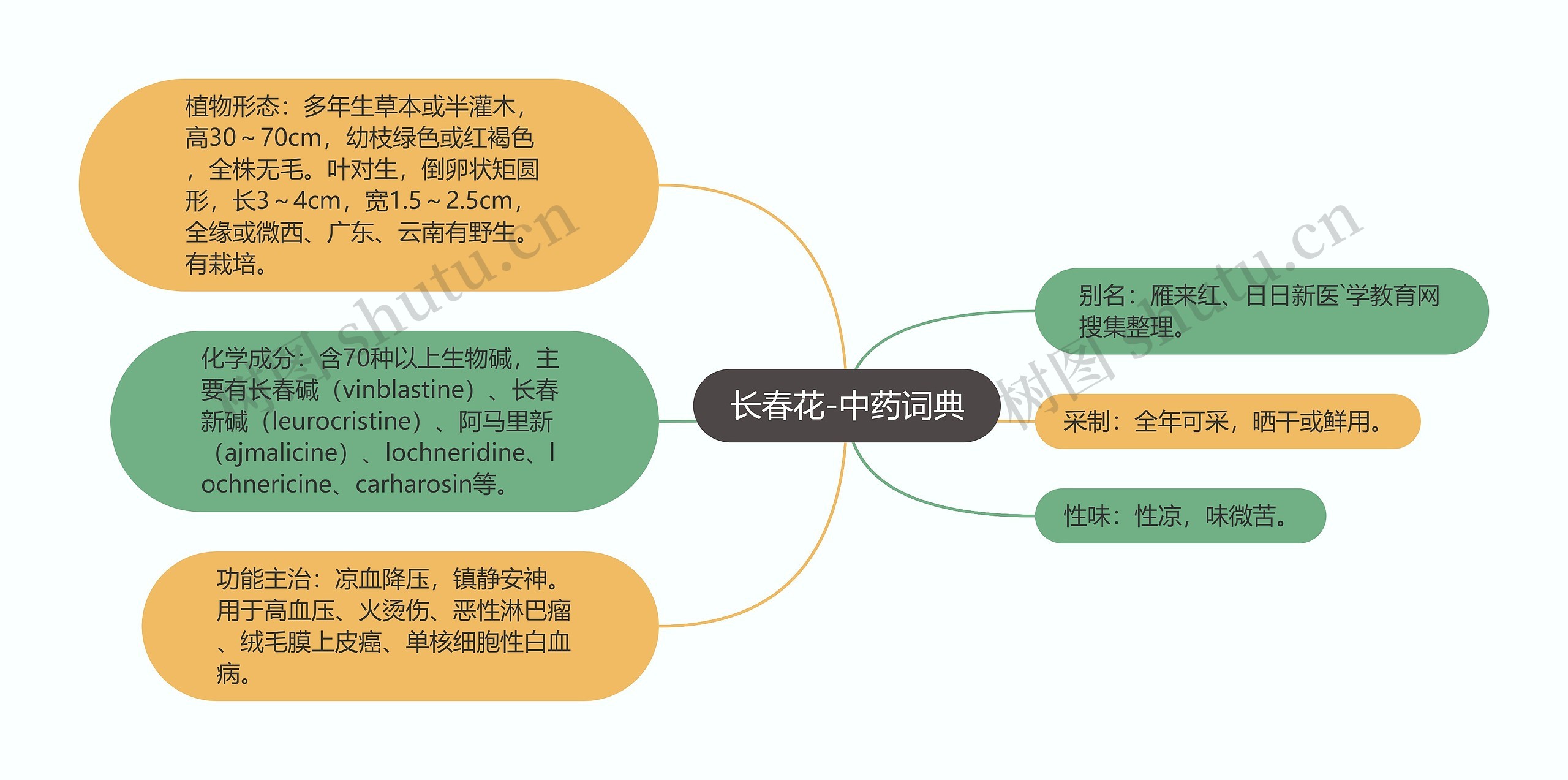 长春花-中药词典思维导图