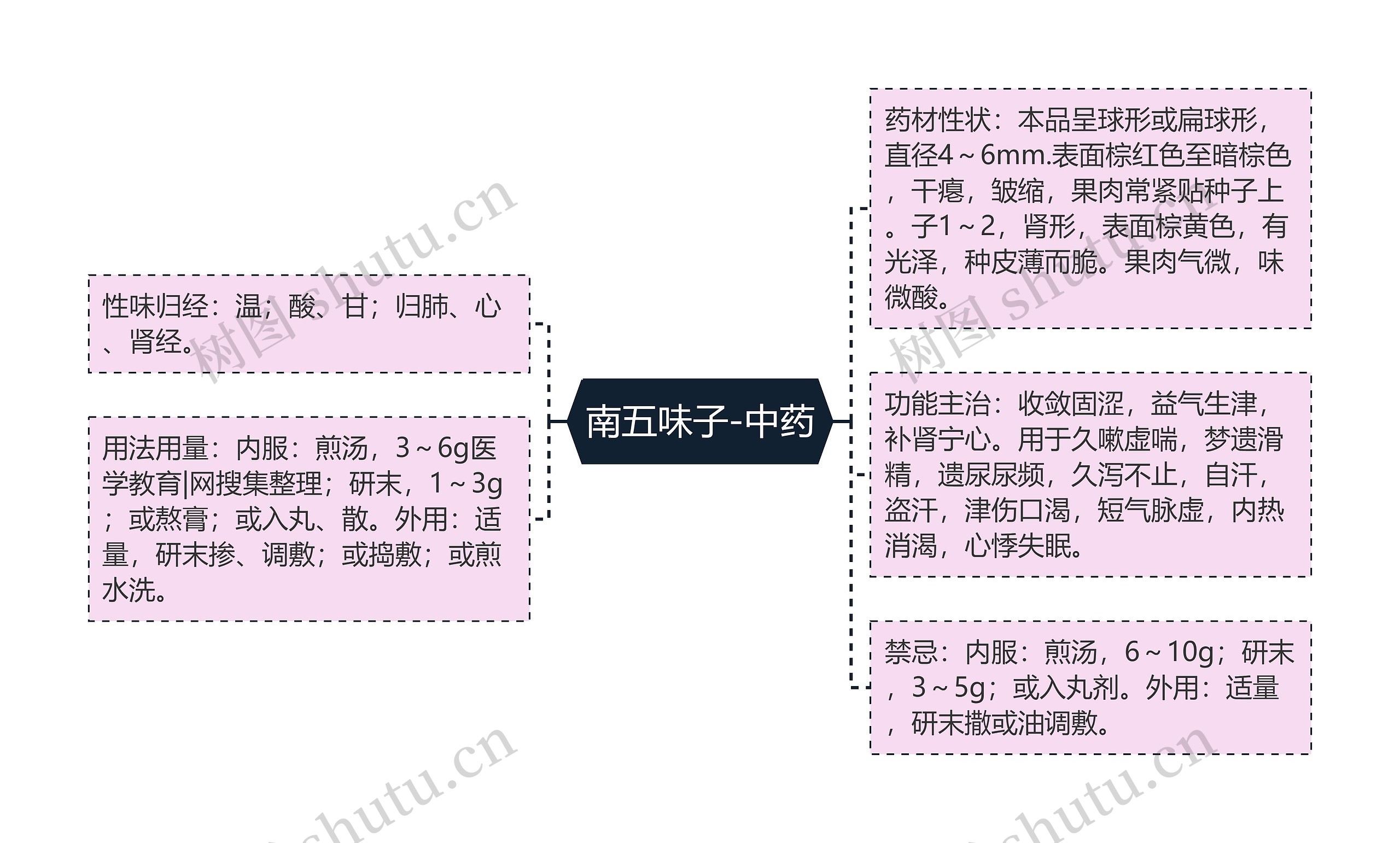 南五味子-中药思维导图