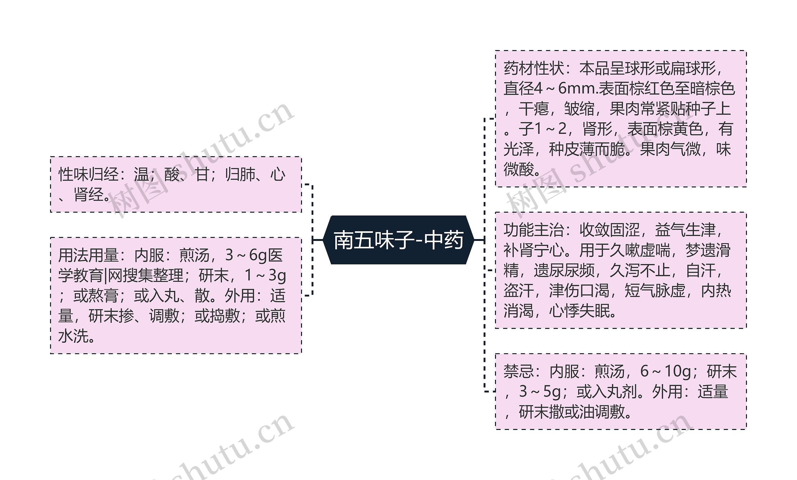 南五味子-中药 南五味子-中药