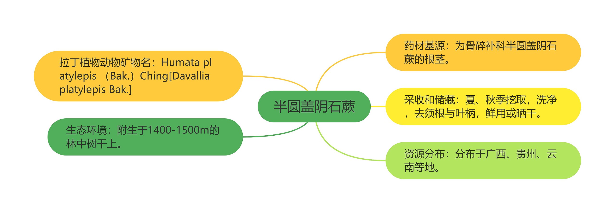 半圆盖阴石蕨思维导图