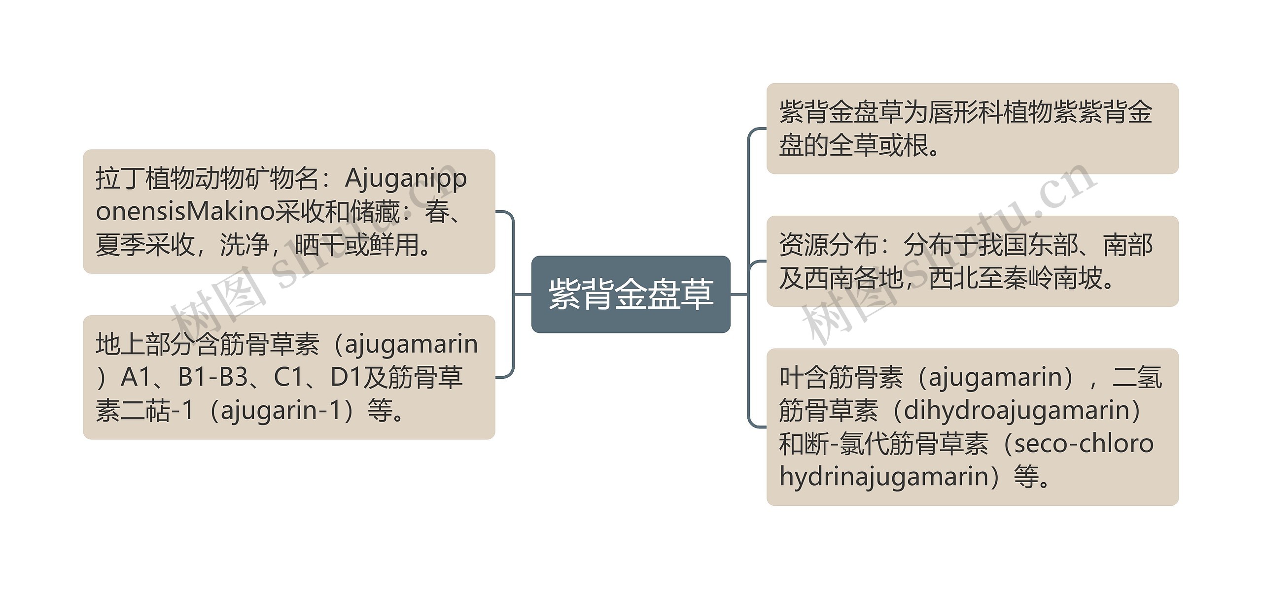 紫背金盘草思维导图