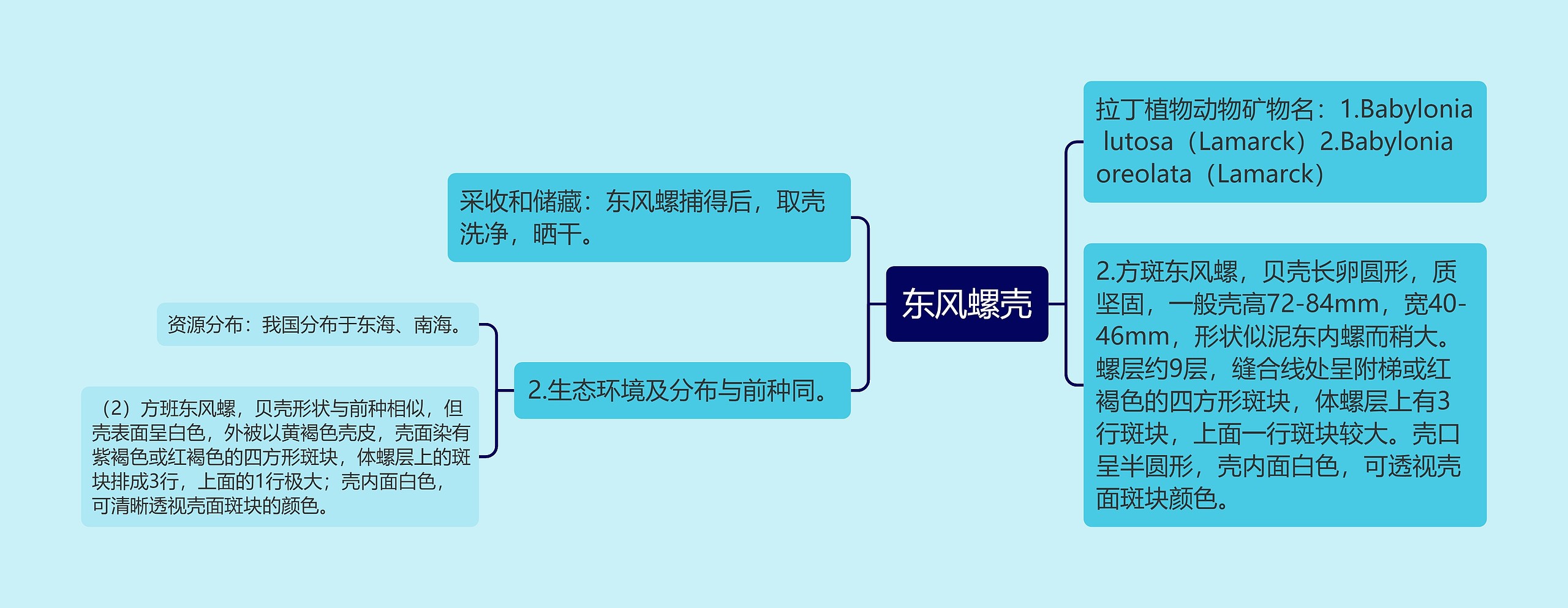 东风螺壳思维导图