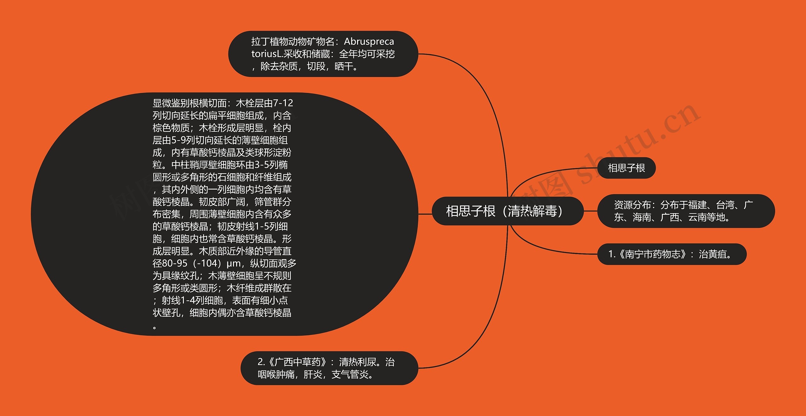 相思子根(清热解毒) 相思子根(清热解毒)