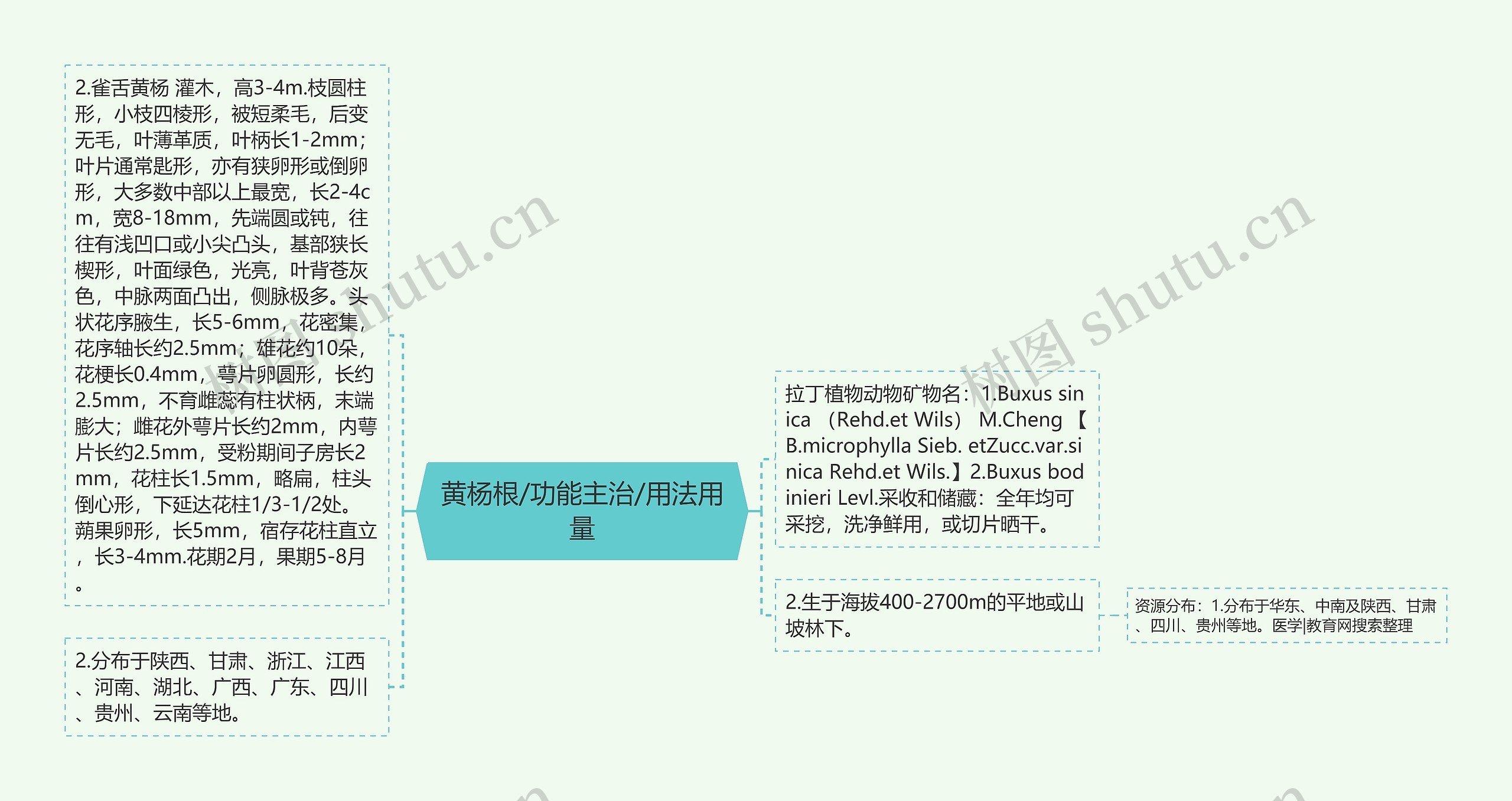 黄杨根/功能主治/用法用量思维导图