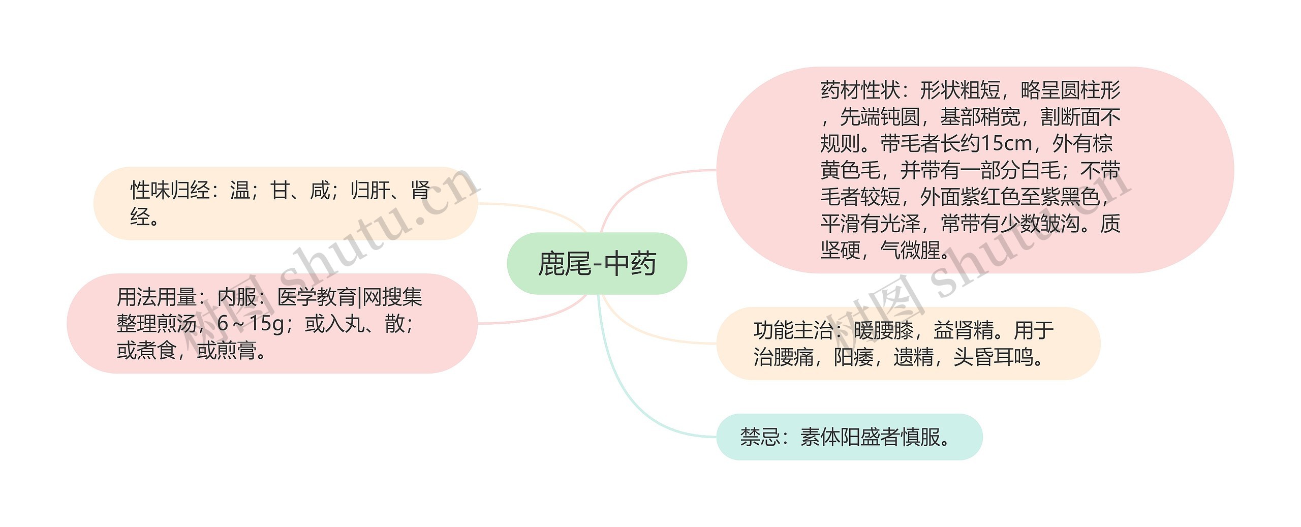 鹿尾-中药思维导图