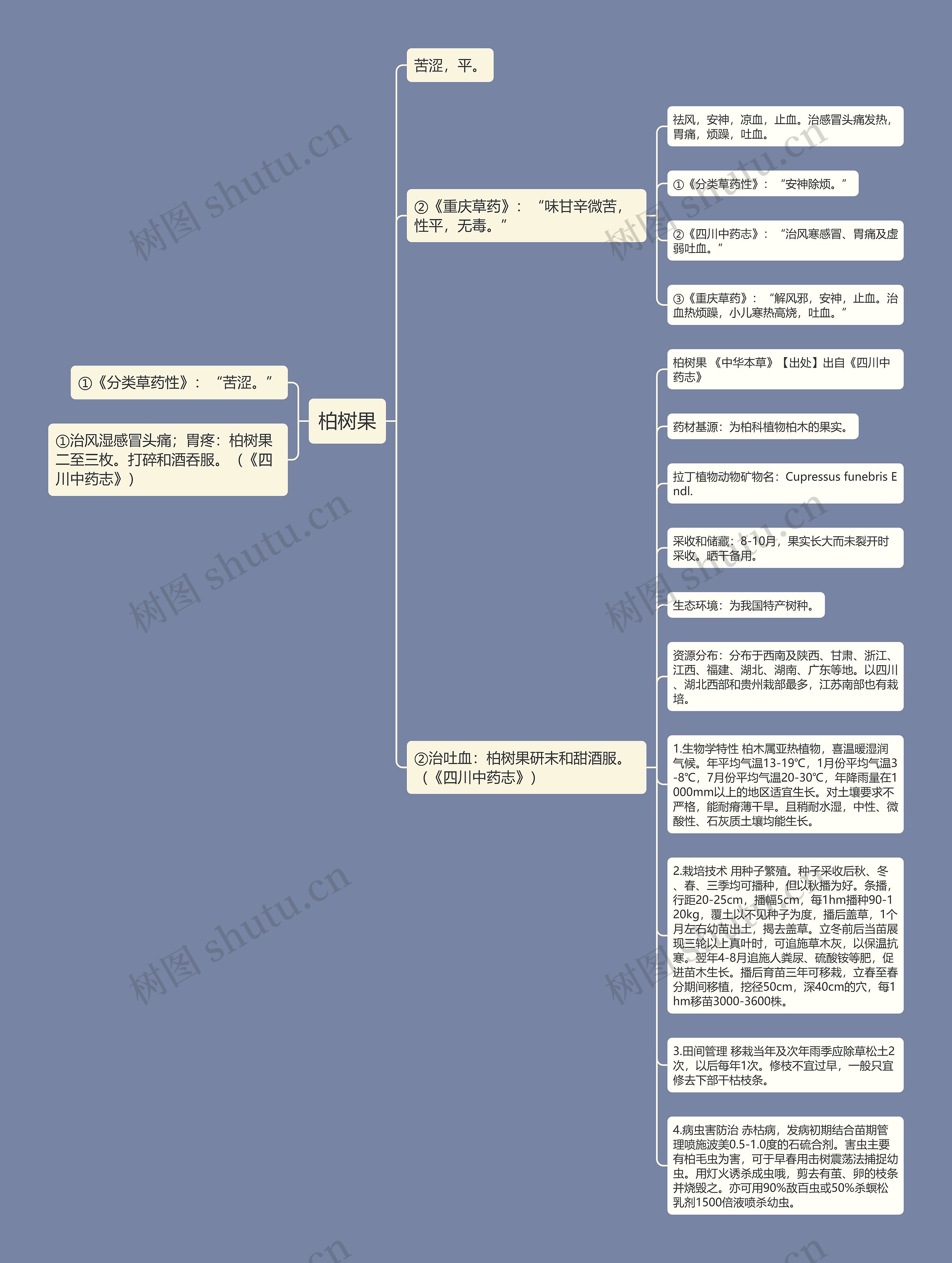 柏树果思维导图