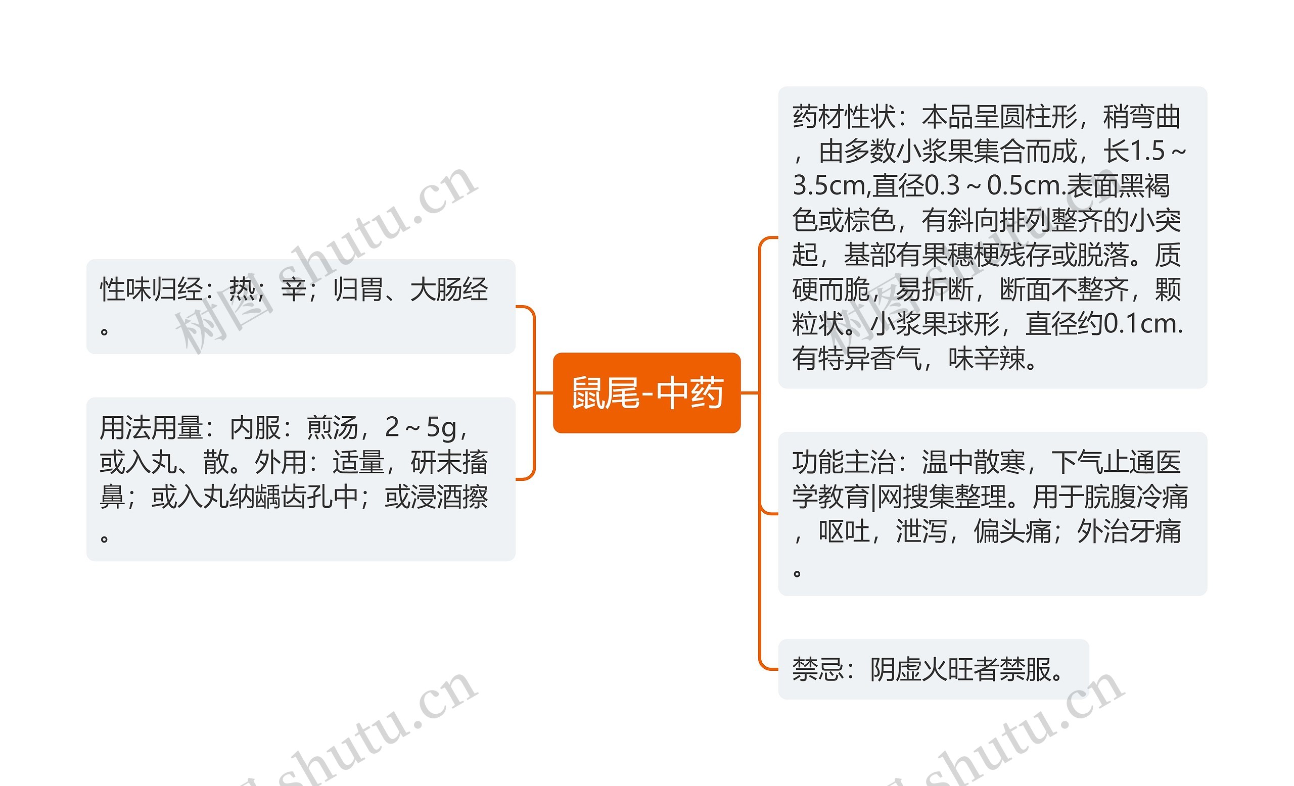 鼠尾-中药思维导图