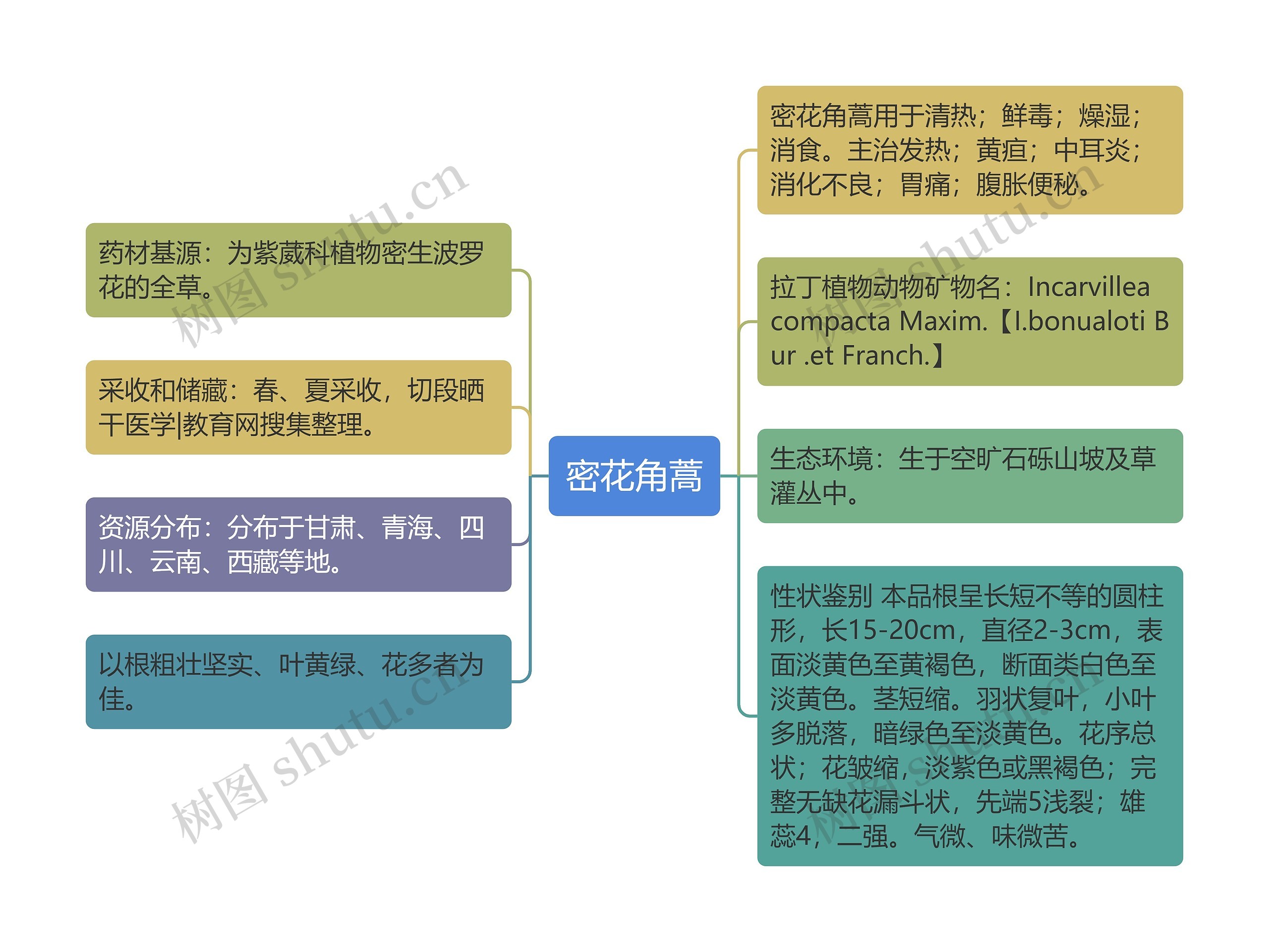 密花角蒿思维导图