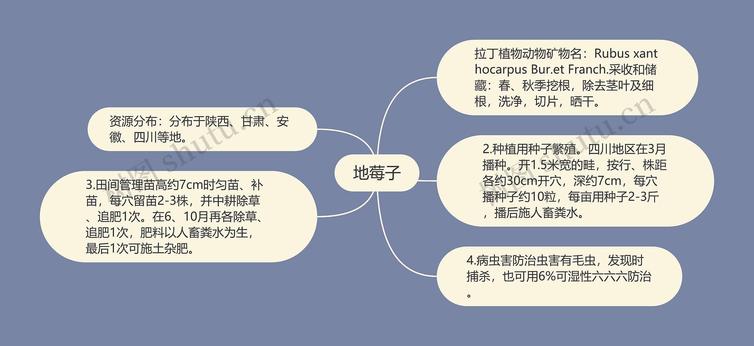 地莓子思维导图