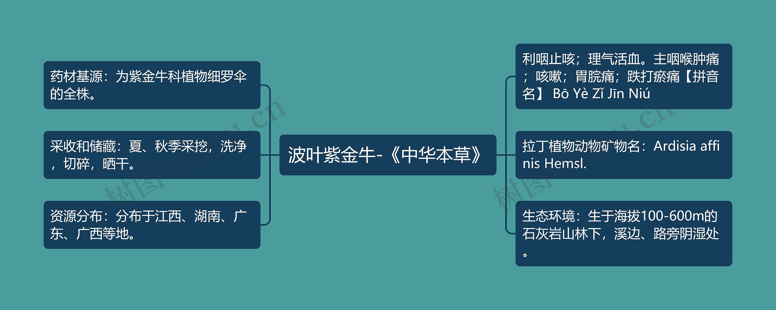 波叶紫金牛-《中华本草》思维导图