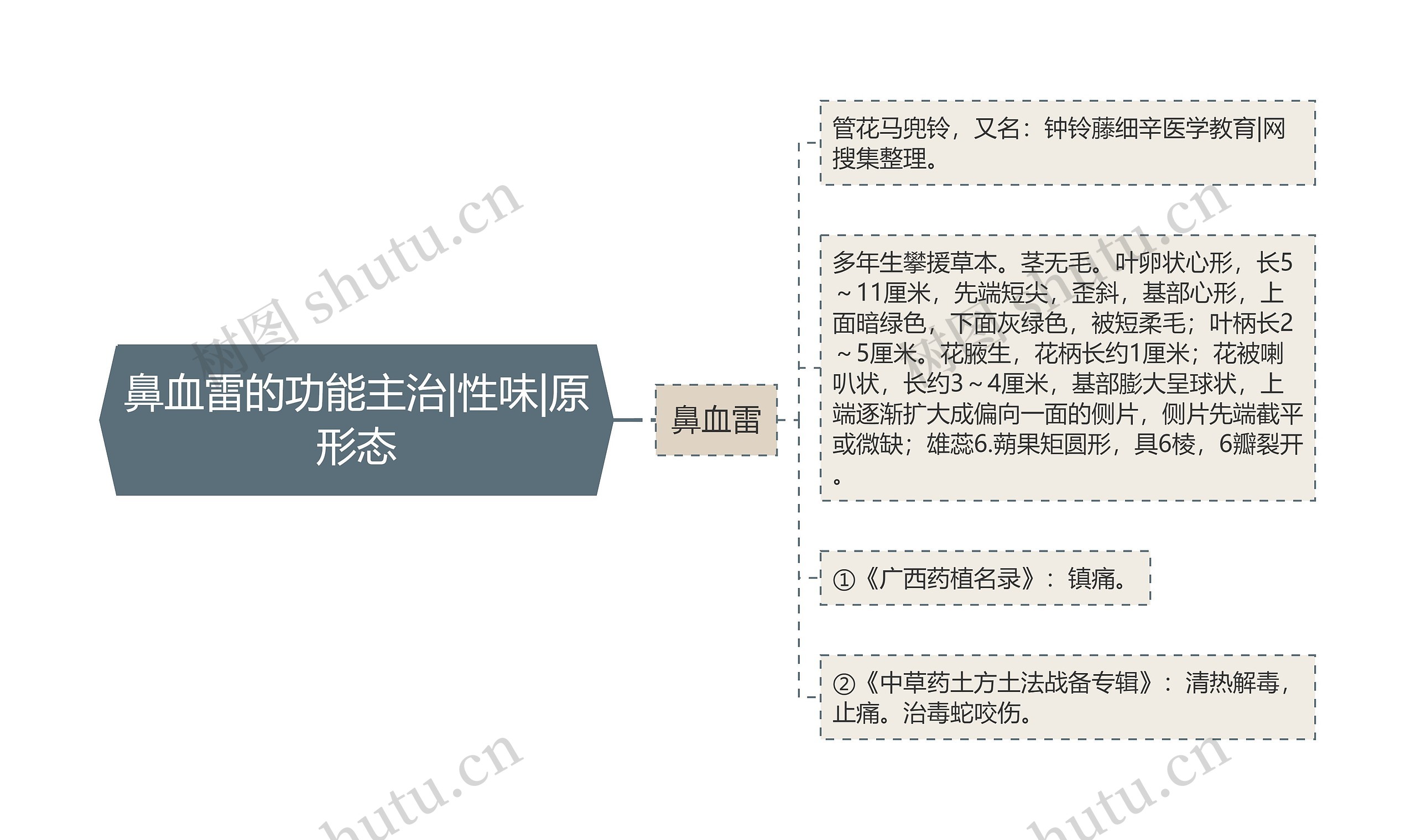 鼻血雷的功能主治|性味|原形态思维导图