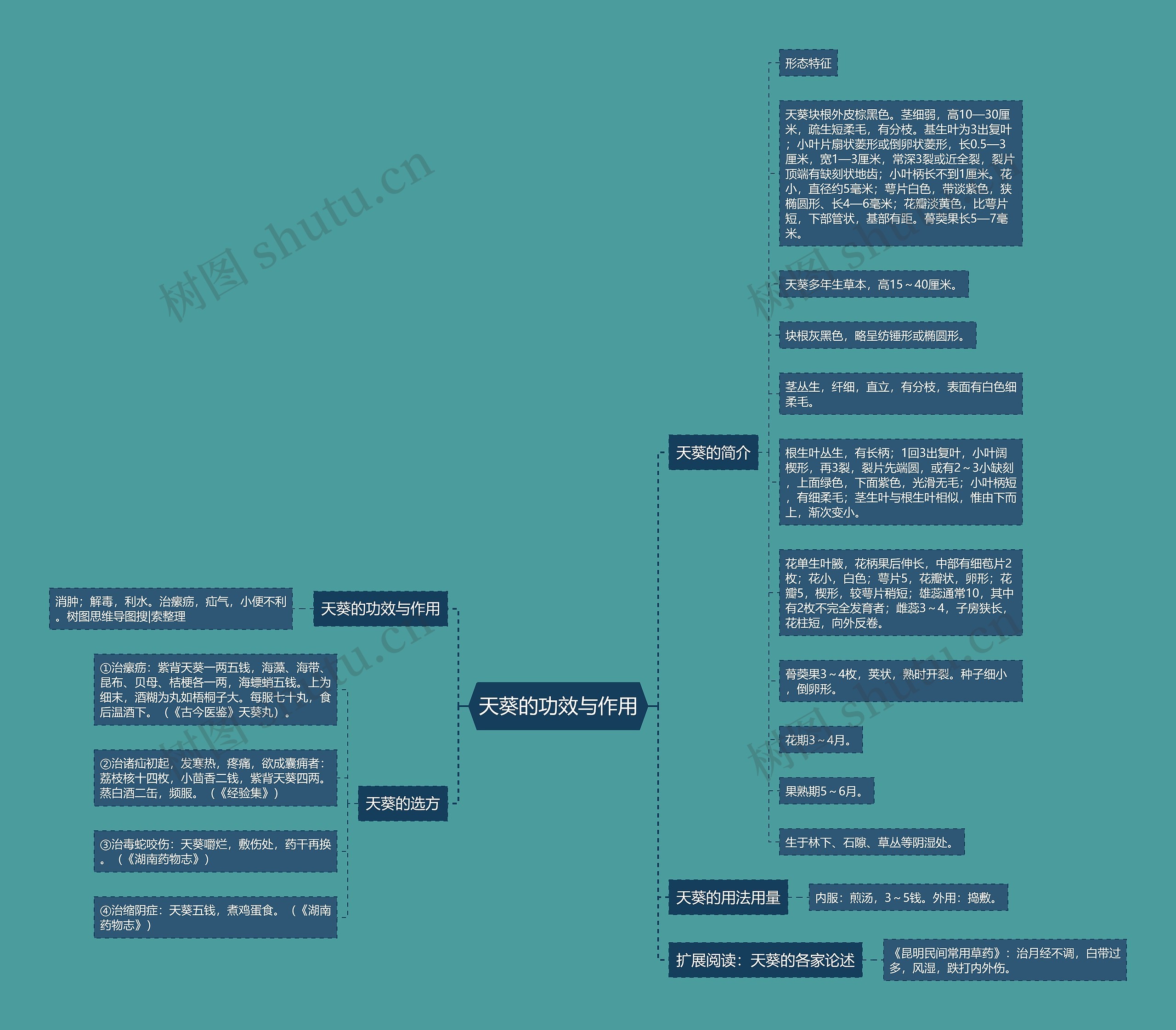 天葵的功效与作用思维导图