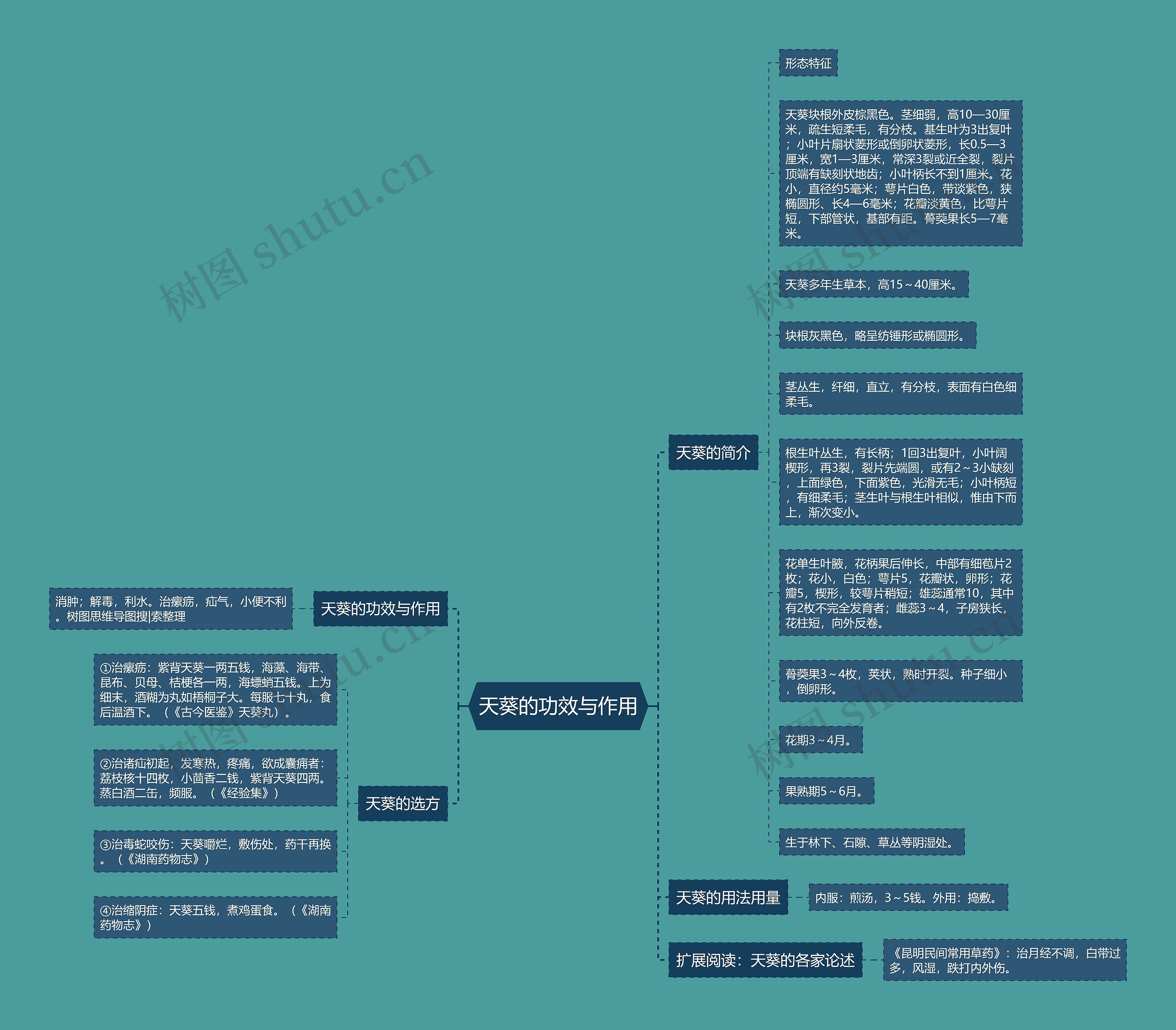 天葵的功效与作用 天葵的功效与作用
