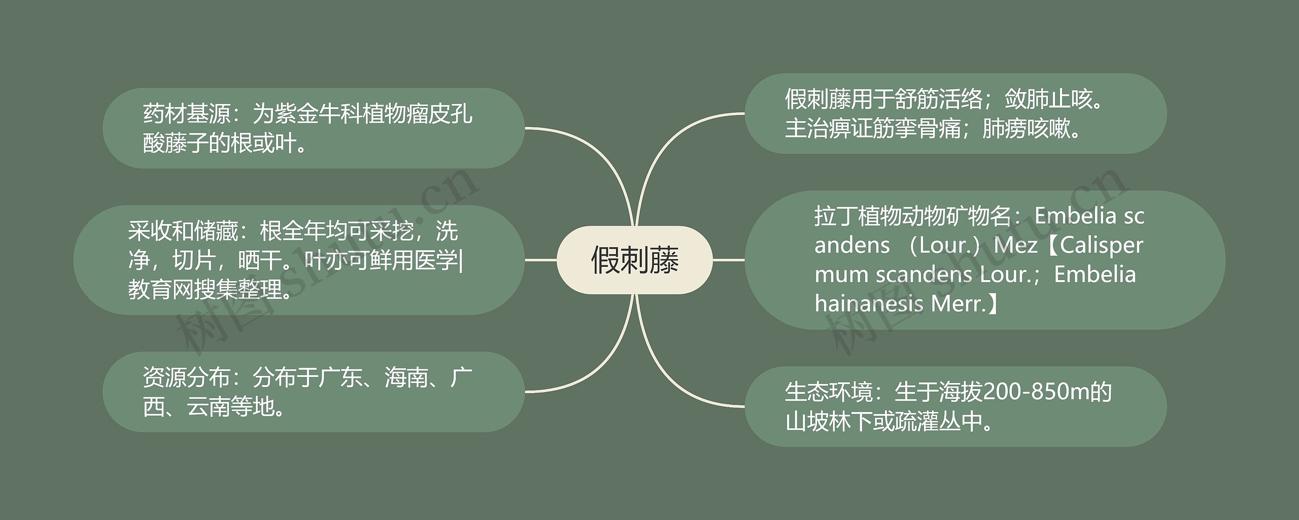 假刺藤思维导图