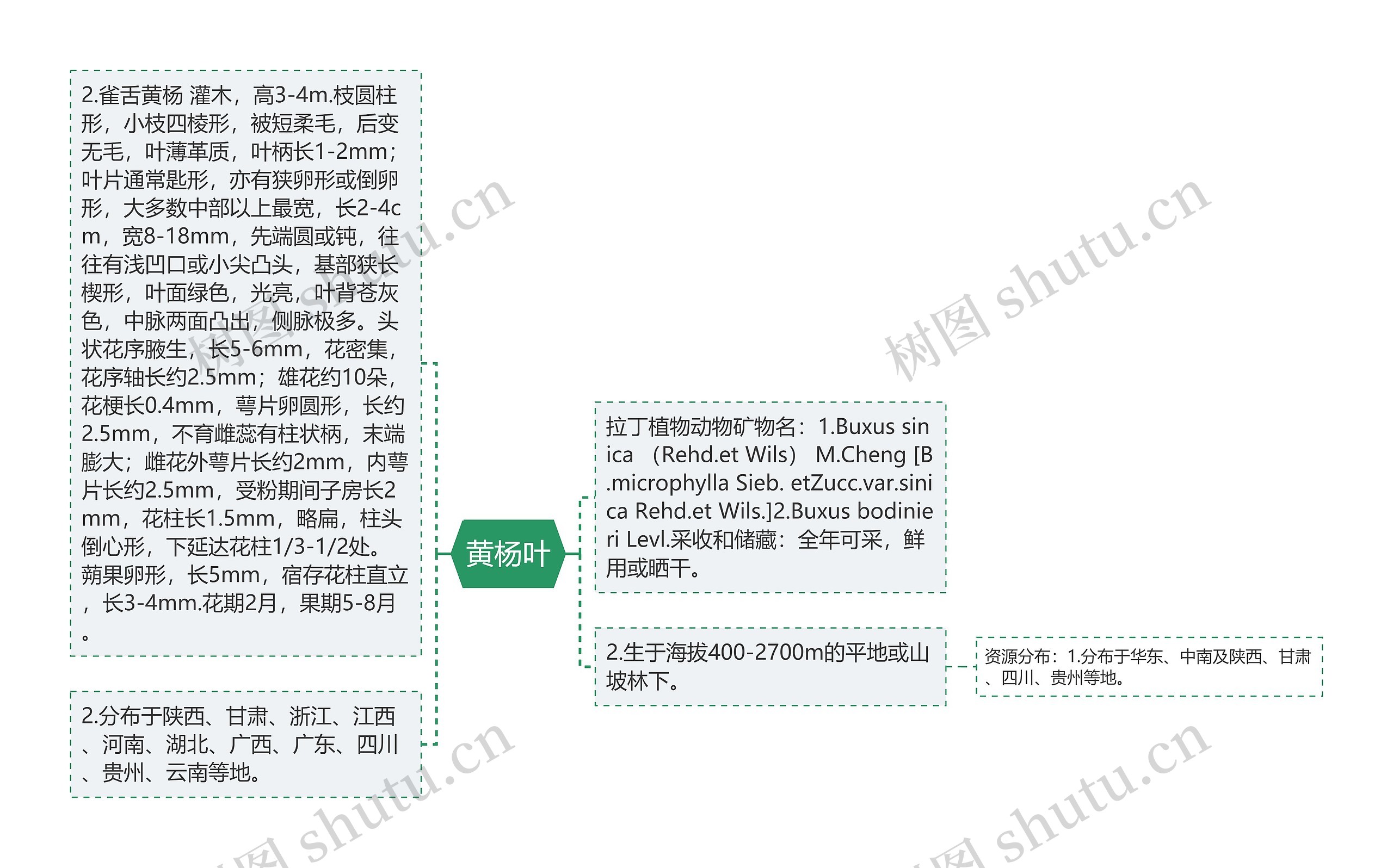 黄杨叶思维导图