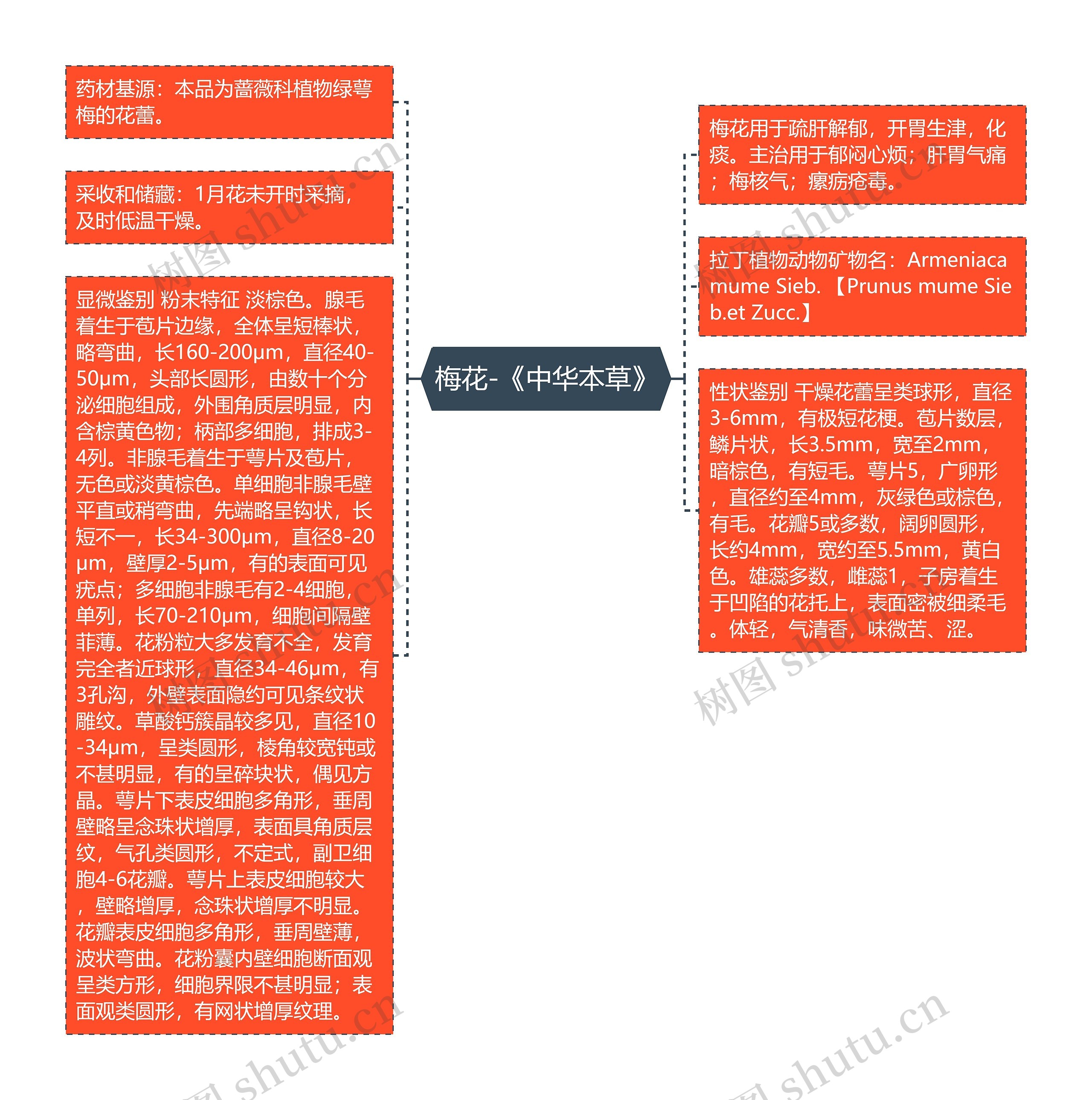 梅花-《中华本草》思维导图