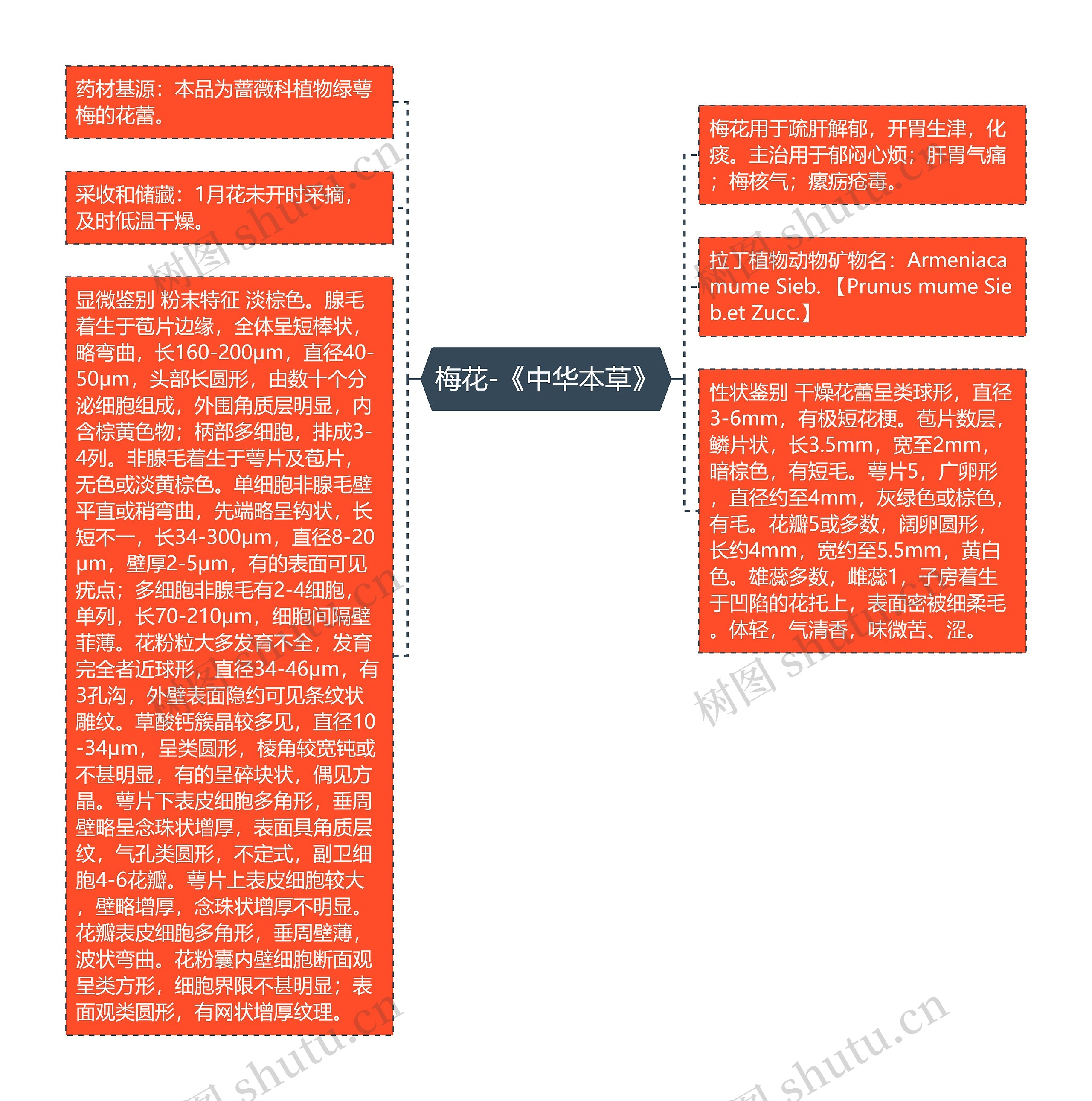 梅花-《中华本草》 梅花-《中华本草》
