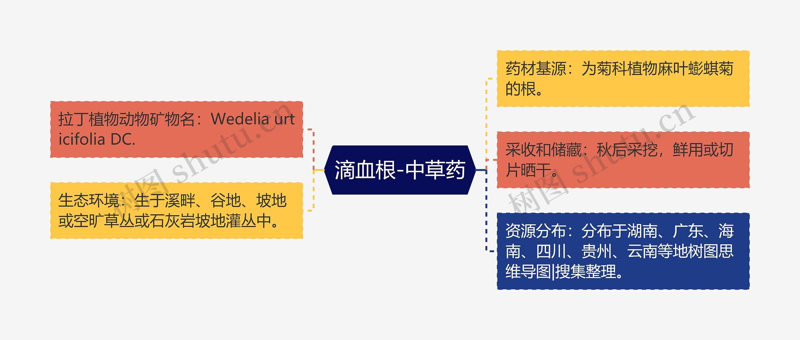 滴血根-中草药思维导图