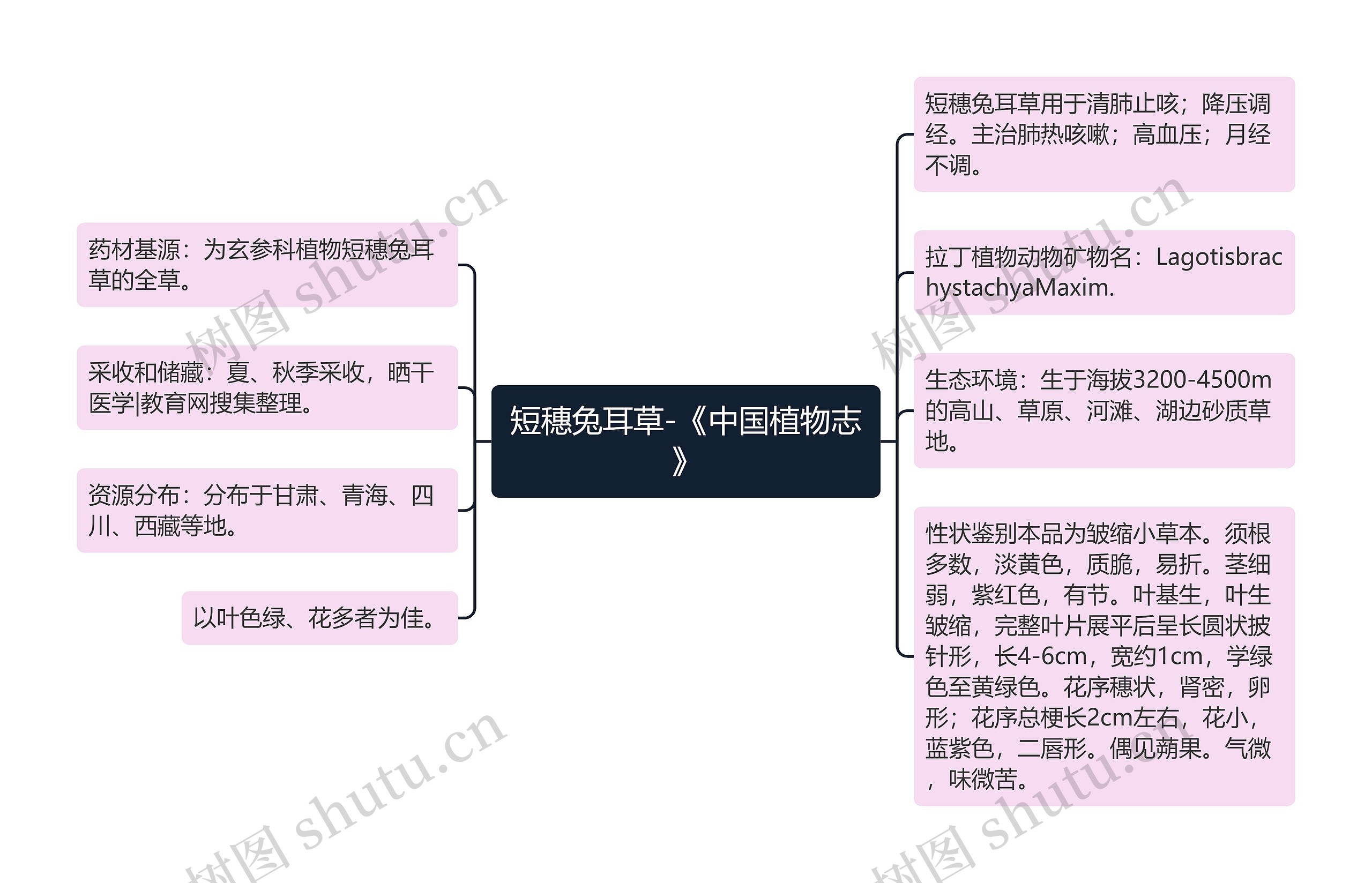 短穗兔耳草-《中国植物志》思维导图