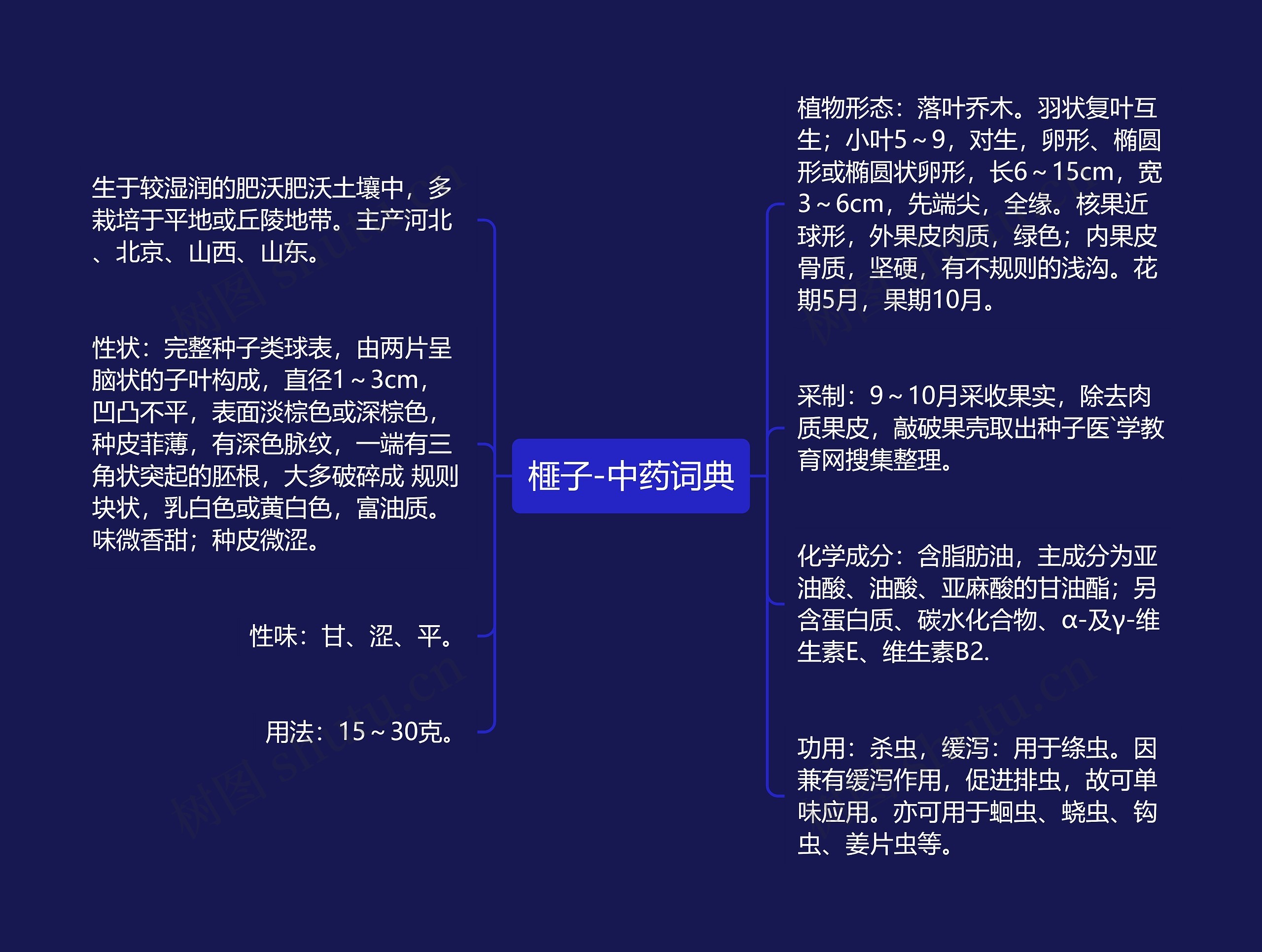 榧子-中药词典思维导图