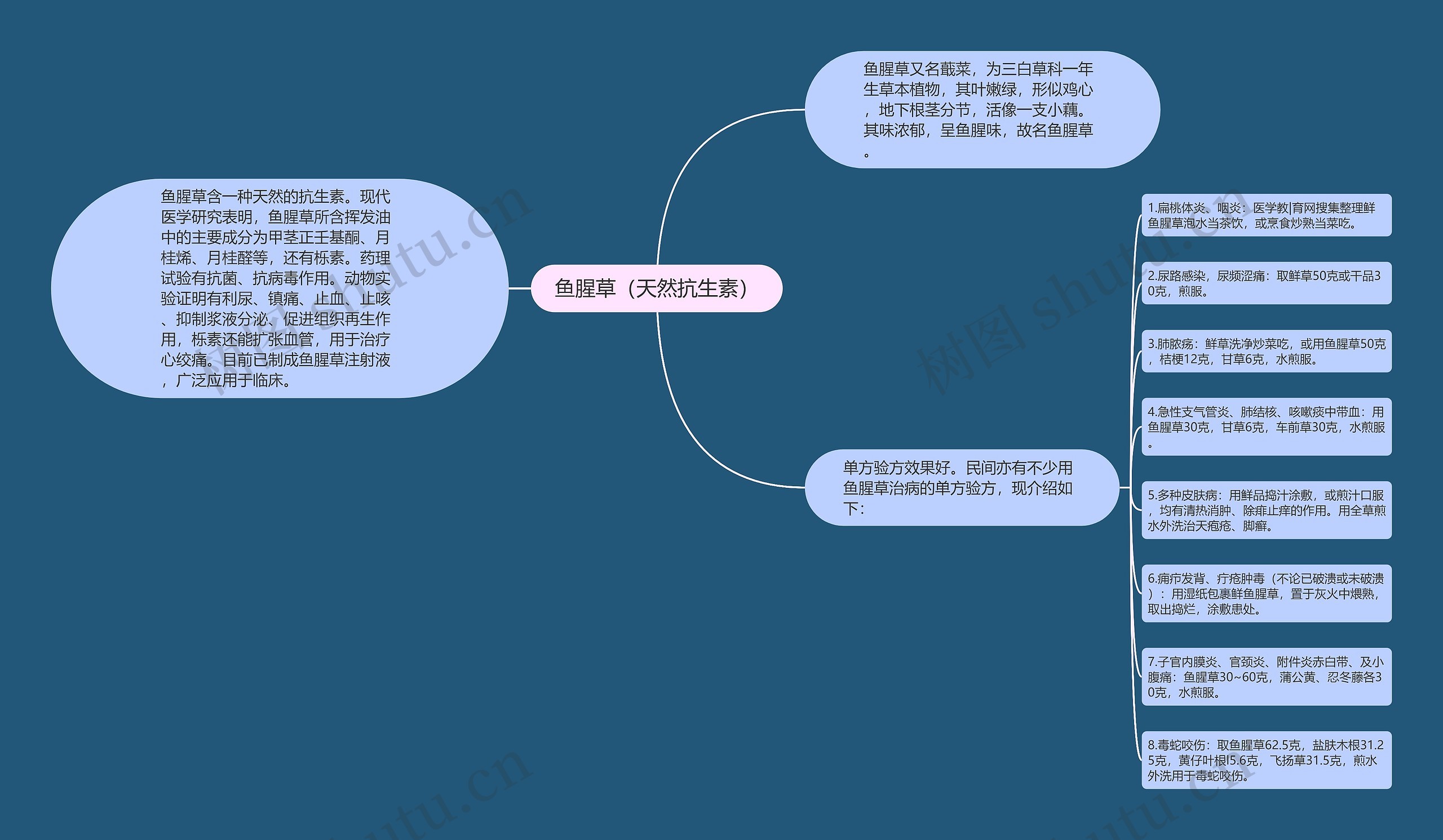 鱼腥草（天然抗生素）思维导图