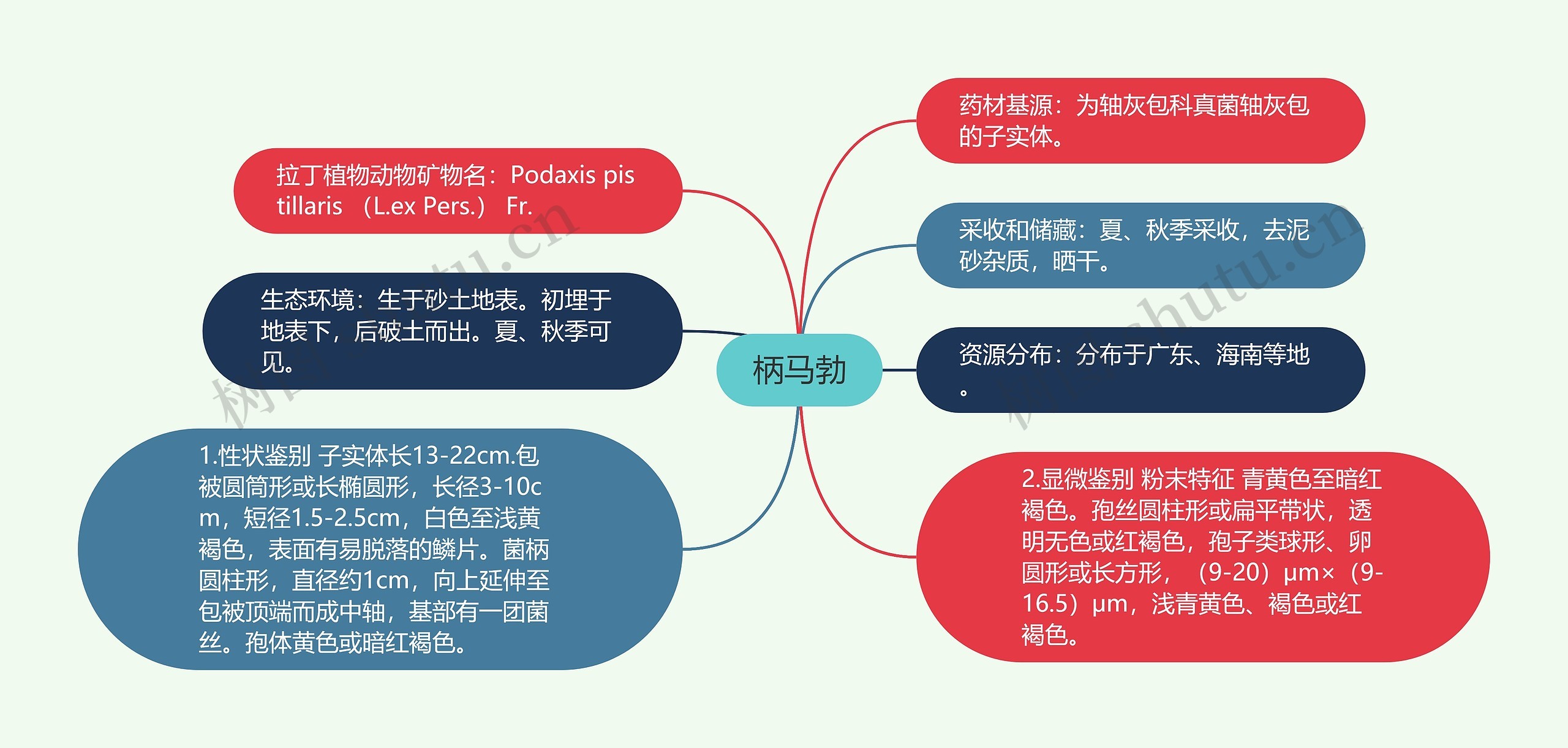 柄马勃思维导图