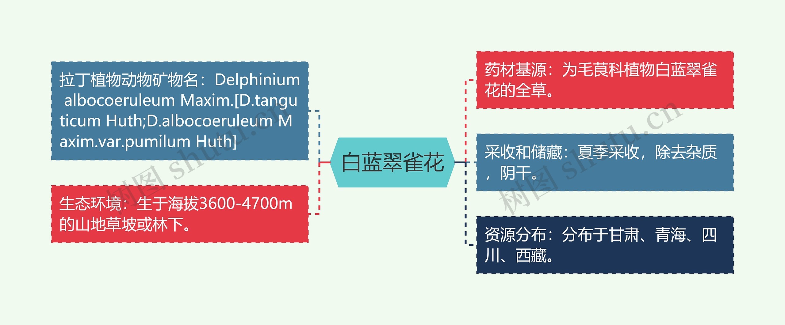 白蓝翠雀花思维导图