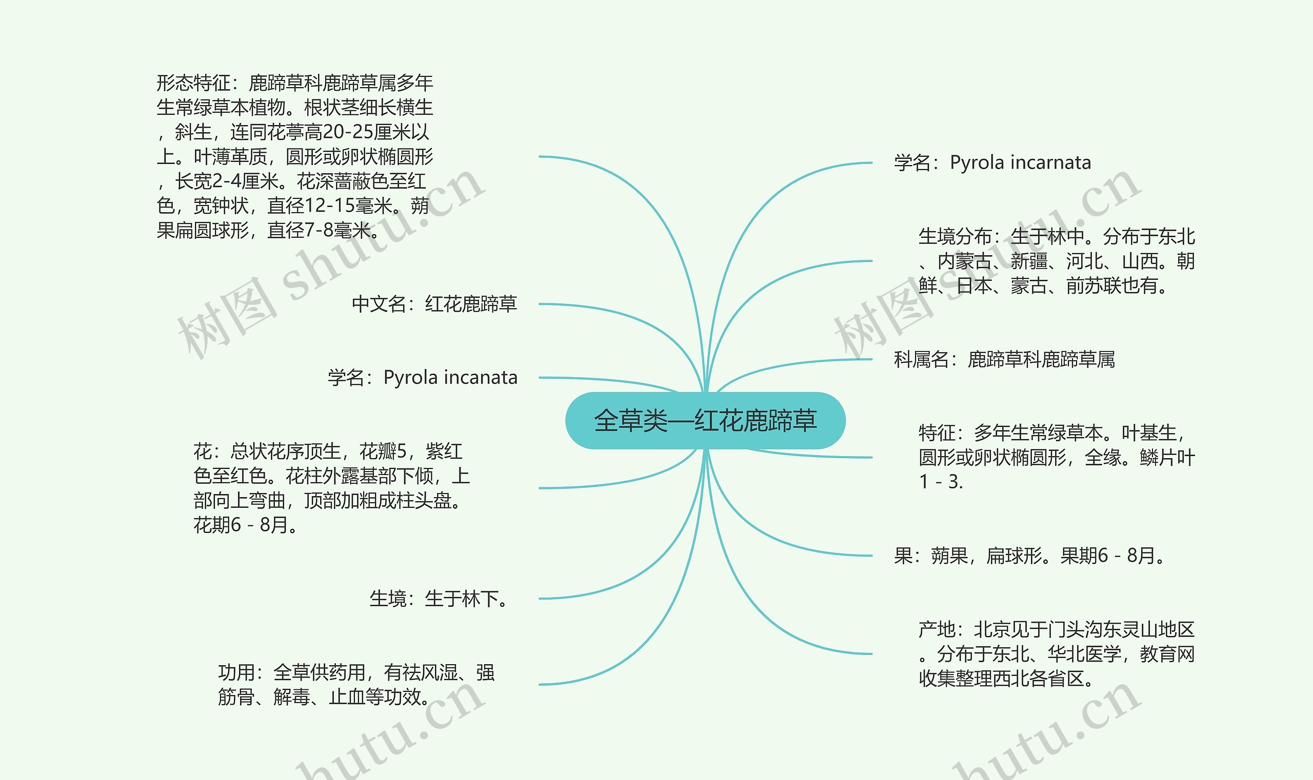 全草类—红花鹿蹄草思维导图