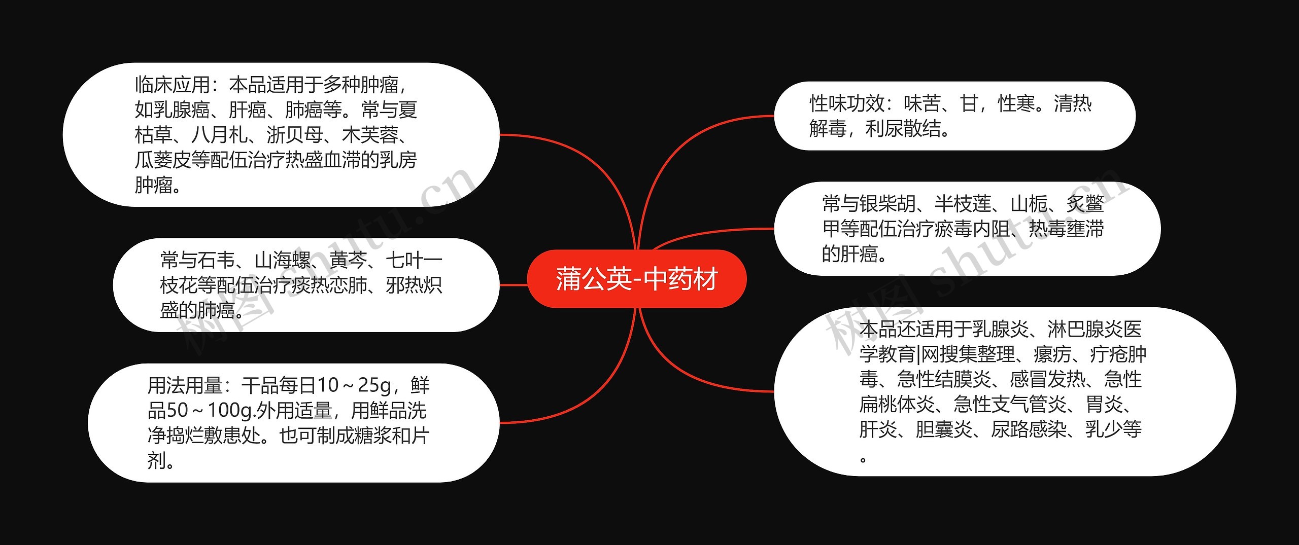 蒲公英-中药材 蒲公英-中药材