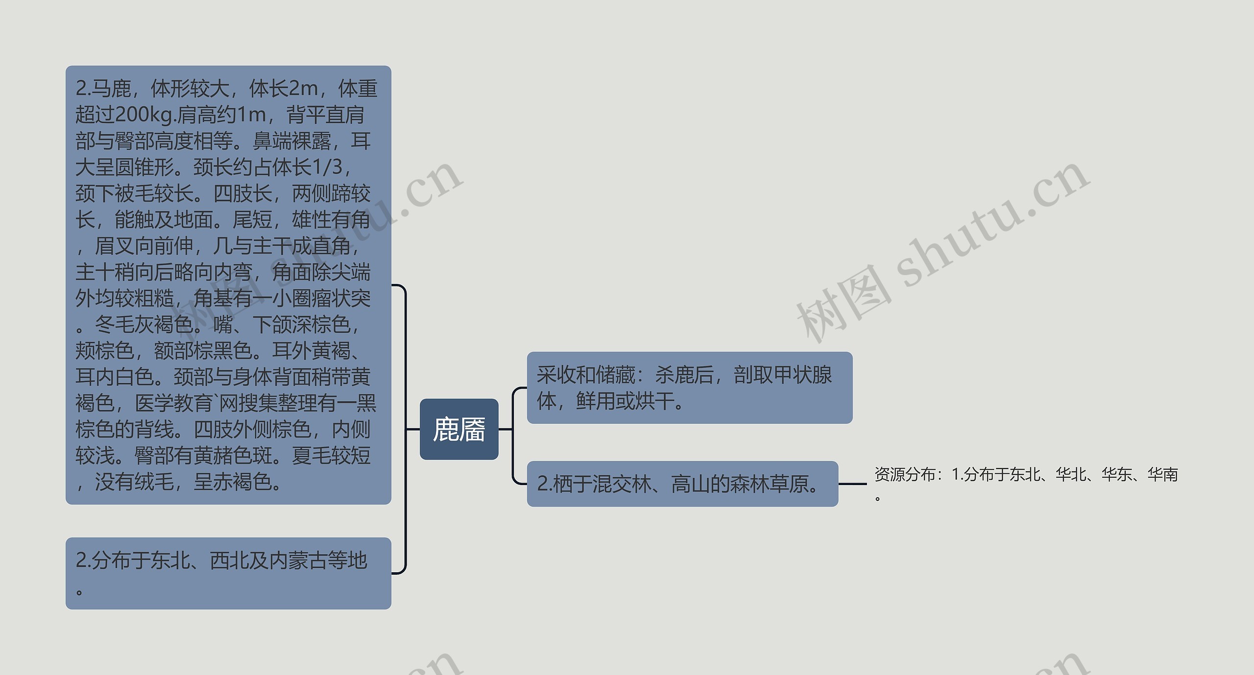 鹿靥思维导图