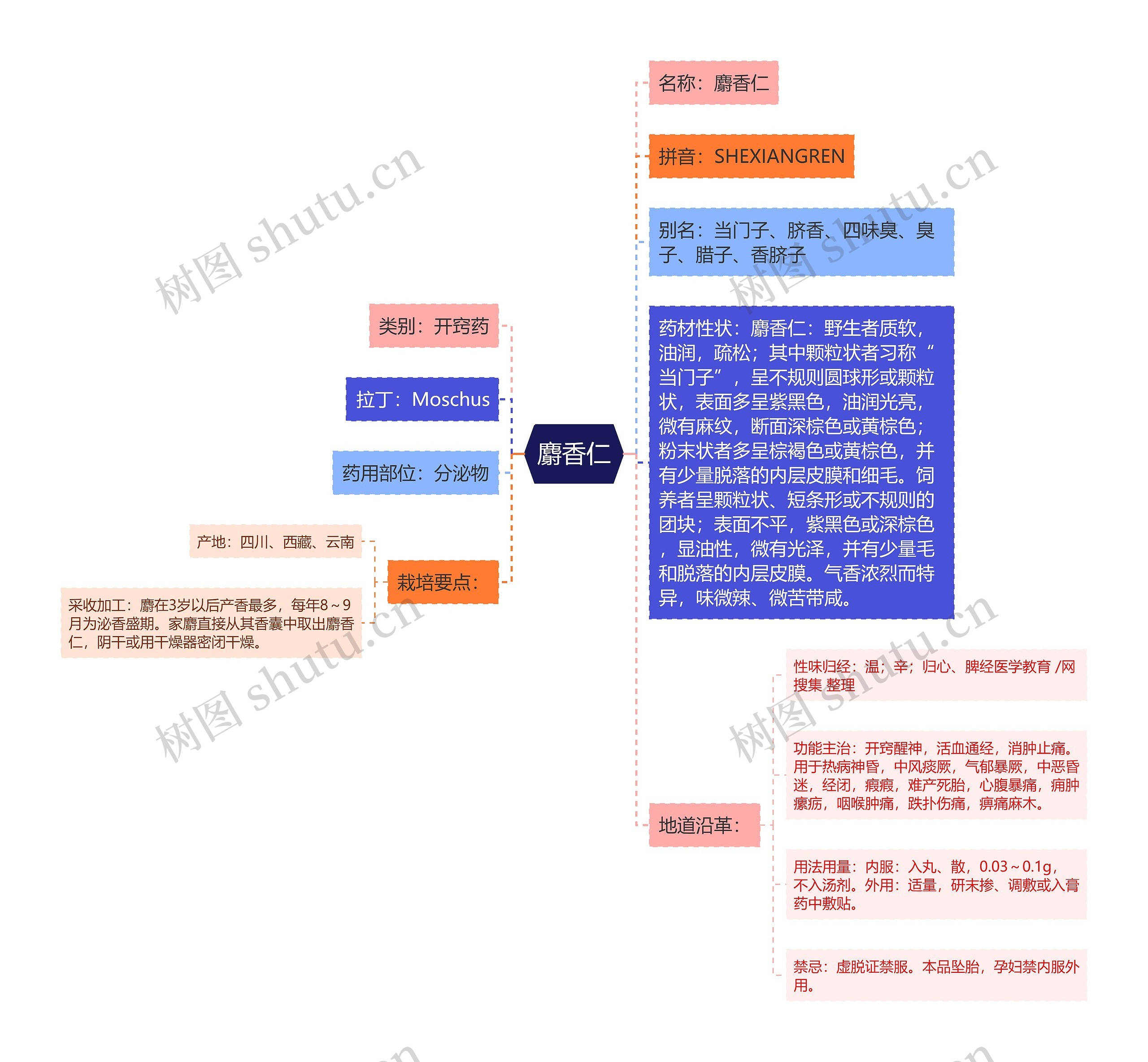 麝香仁思维导图