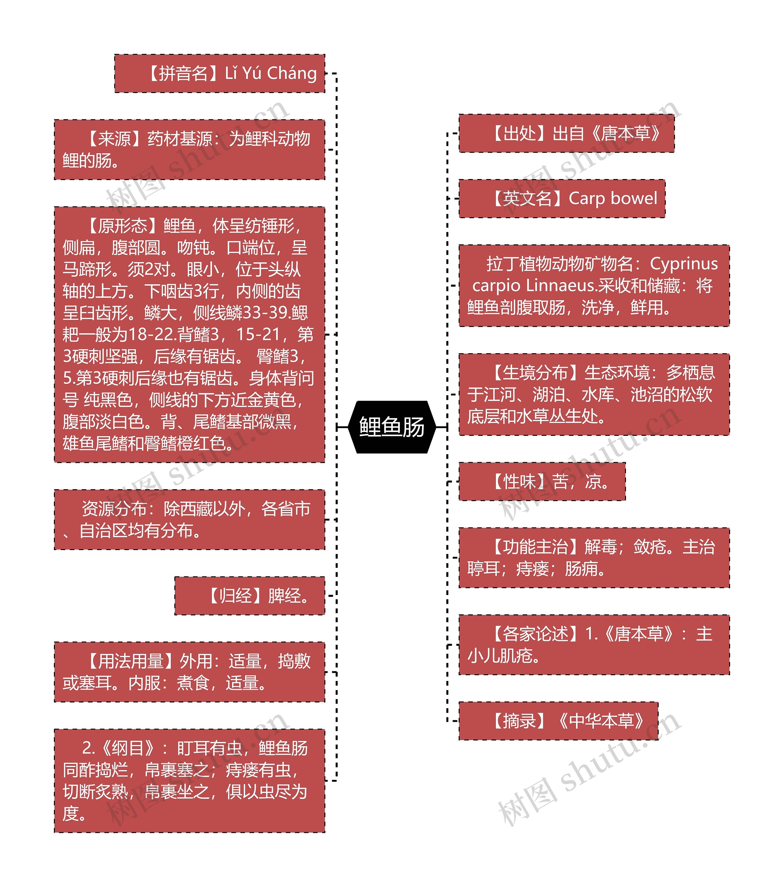 鲤鱼肠思维导图