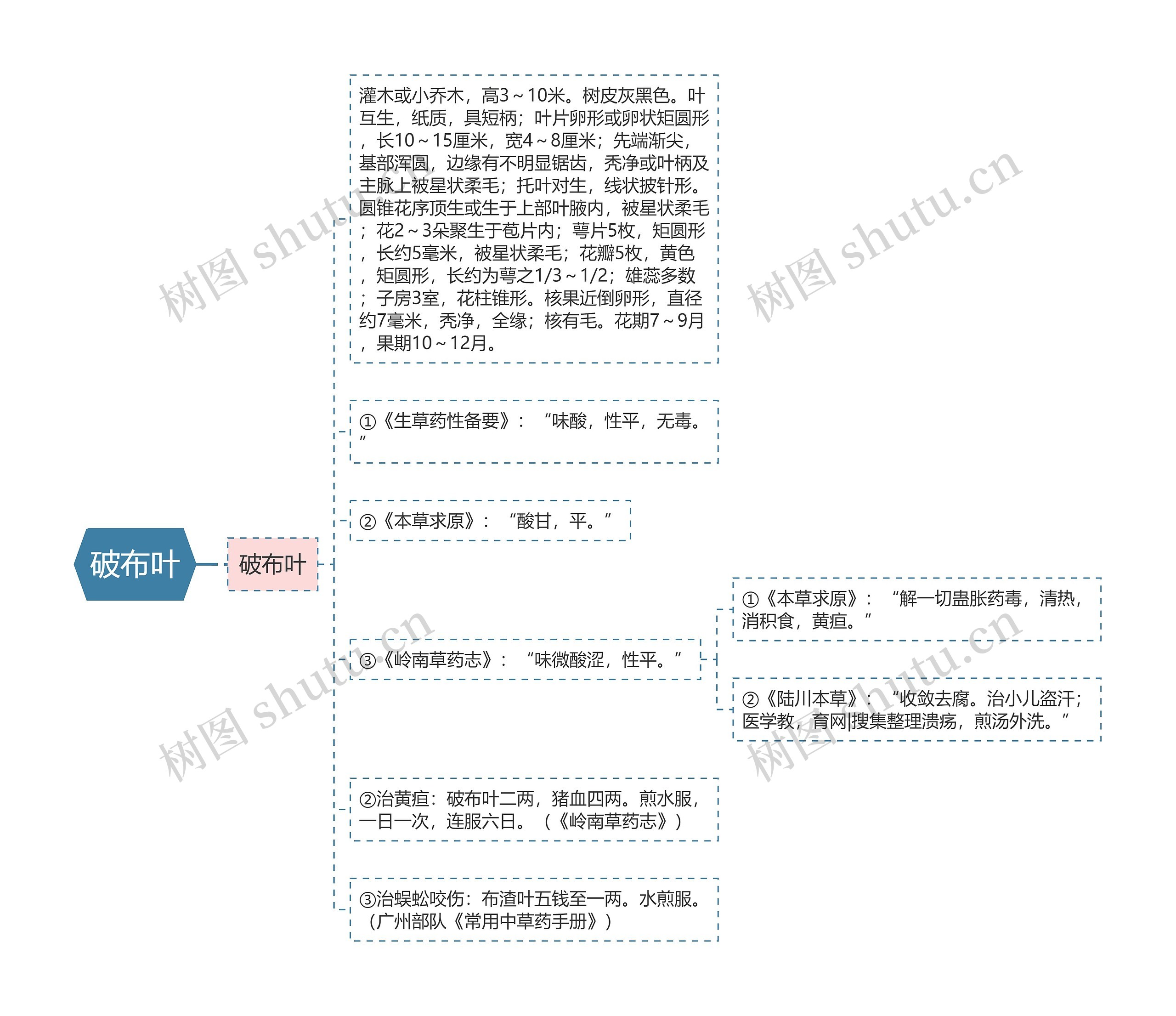 破布叶思维导图