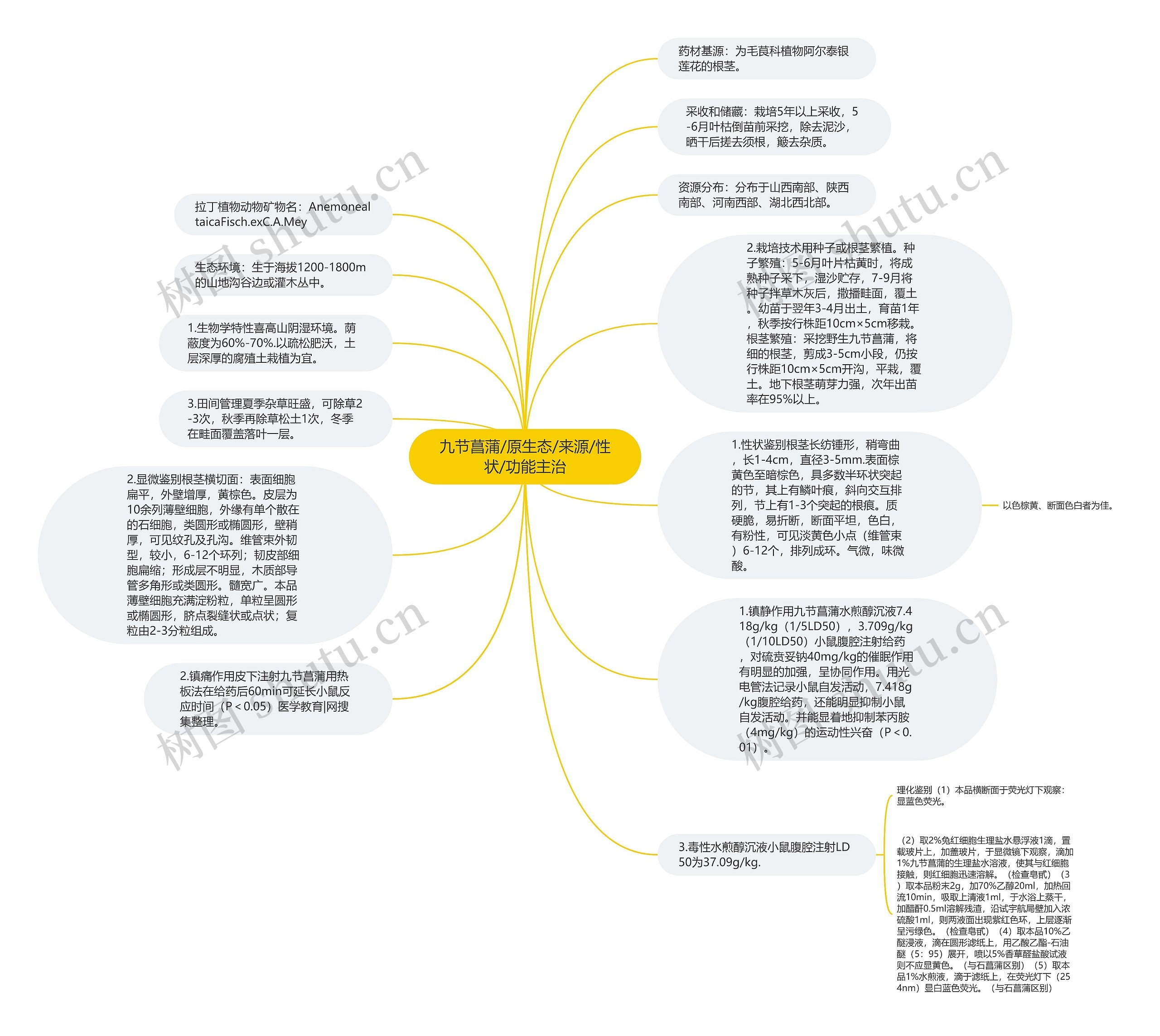 九节菖蒲/原生态/来源/性状/功能主治思维导图
