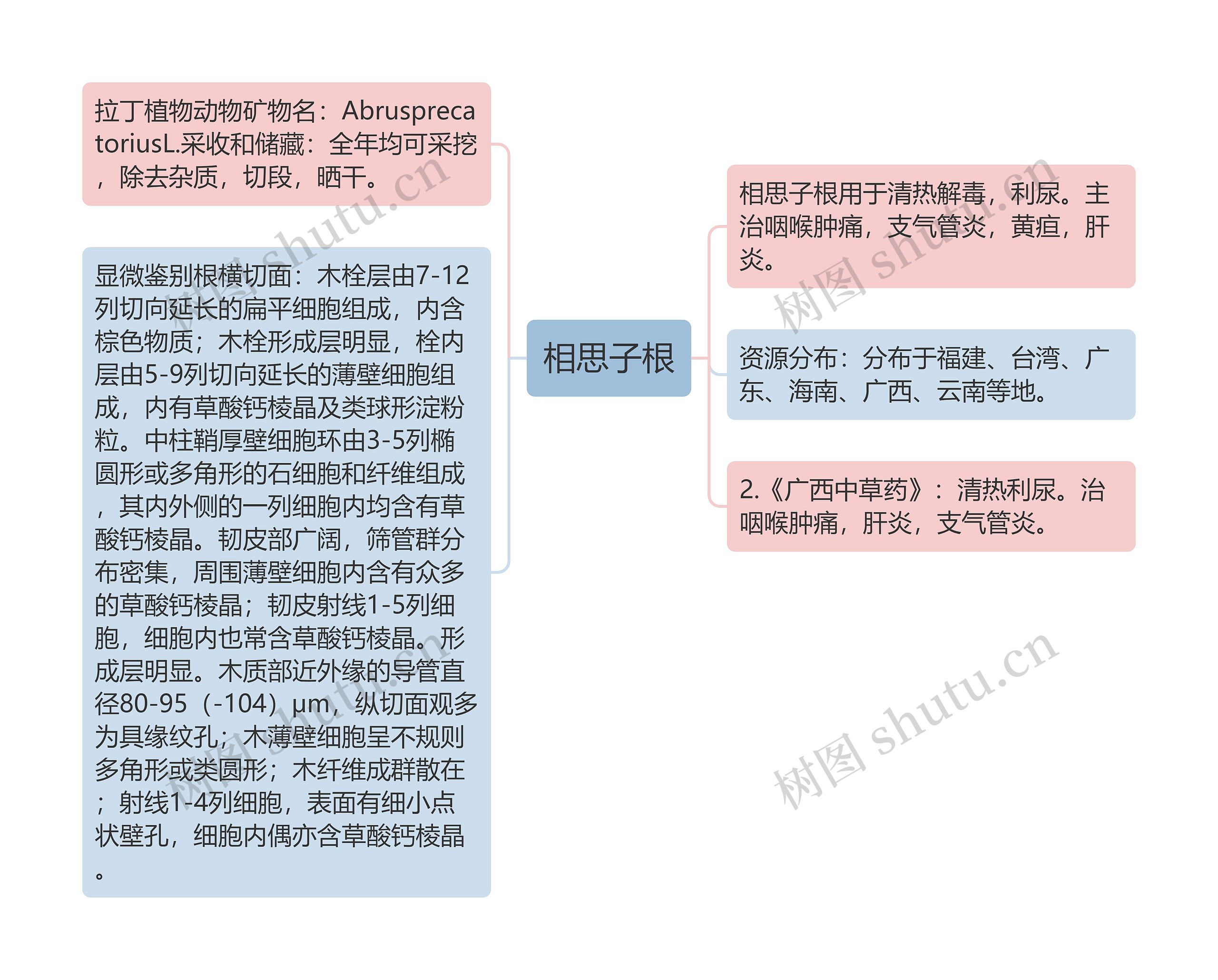 相思子根思维导图