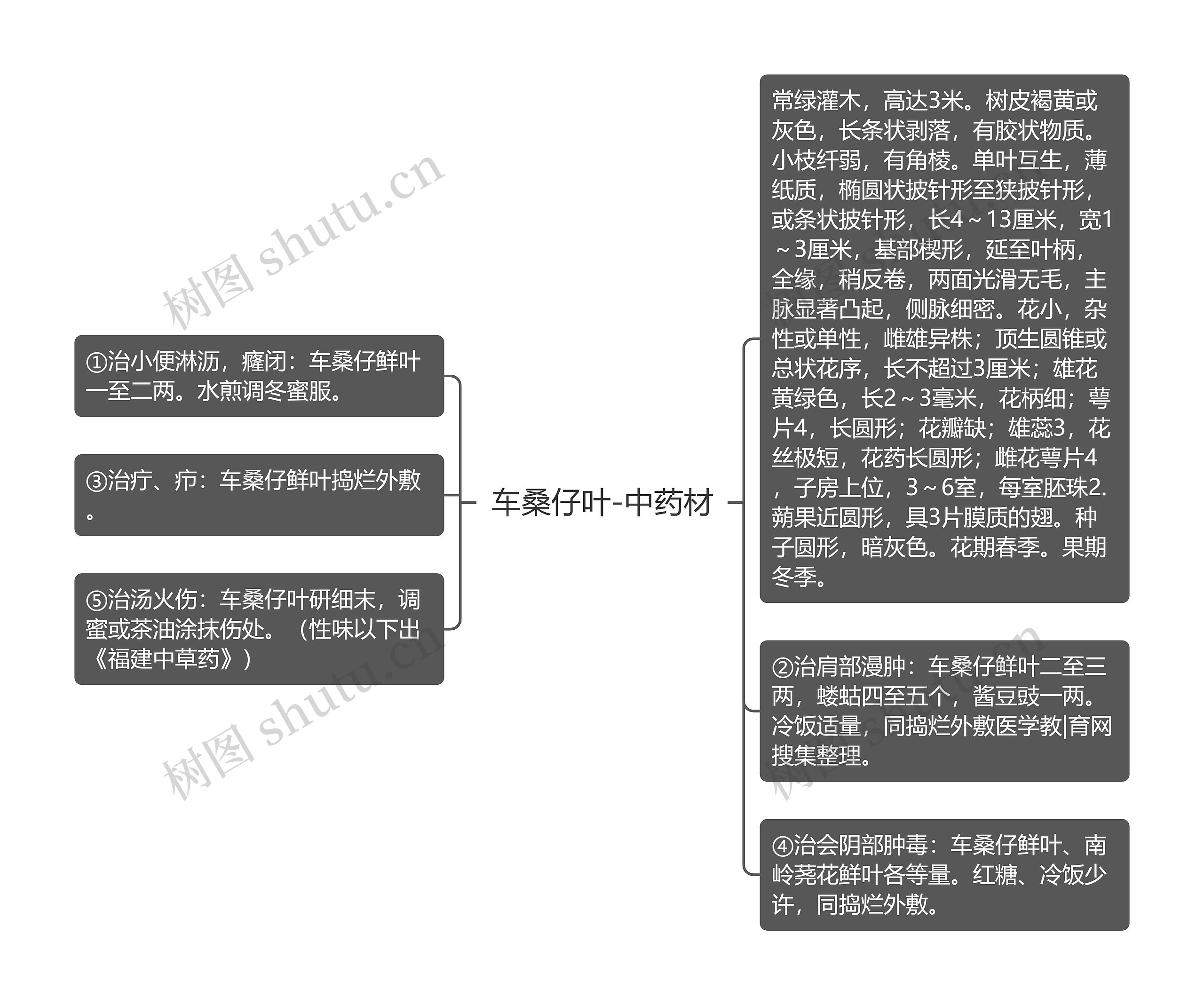 车桑仔叶-中药材思维导图