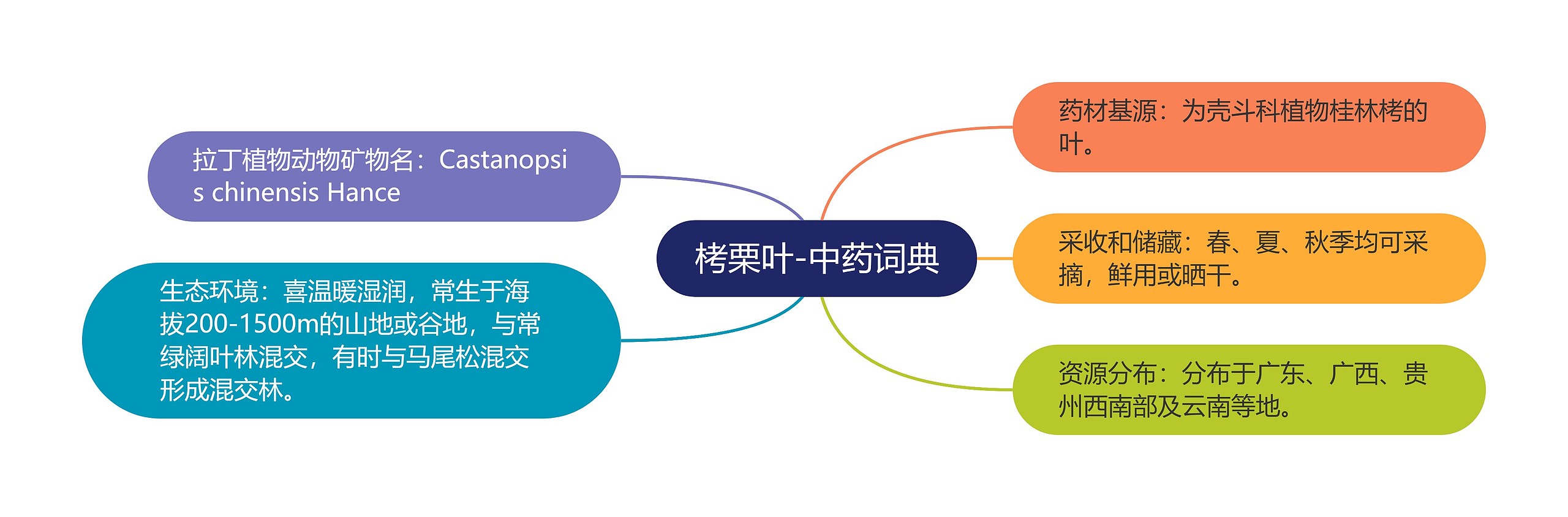 栲栗叶-中药词典 栲栗叶-中药词典