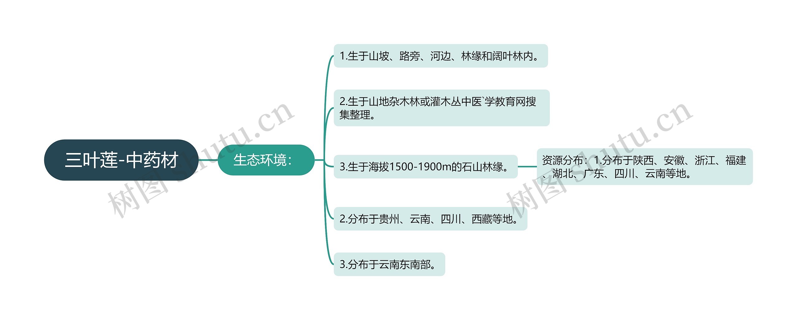 三叶莲-中药材 三叶莲-中药材