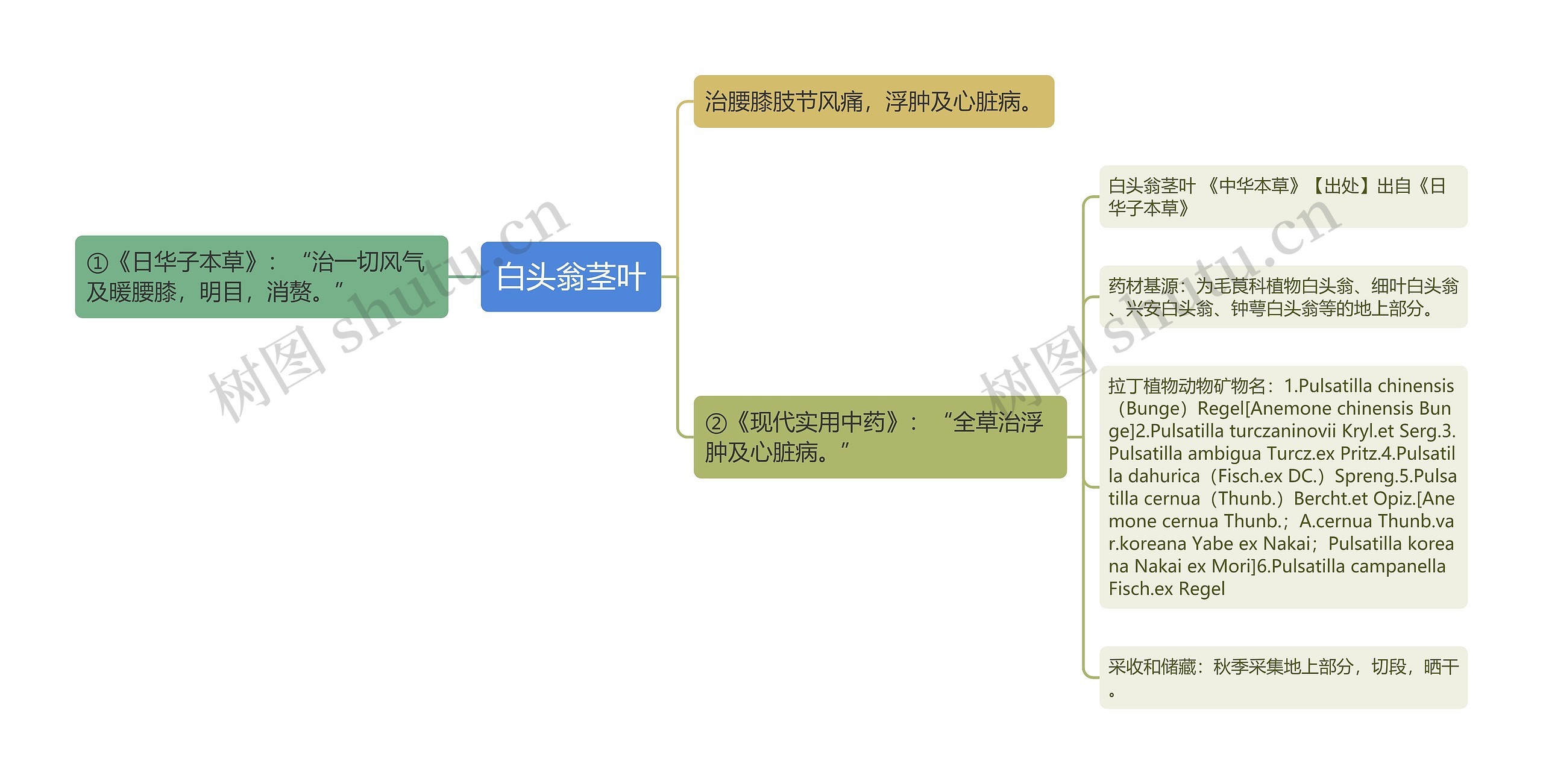 白头翁茎叶思维导图