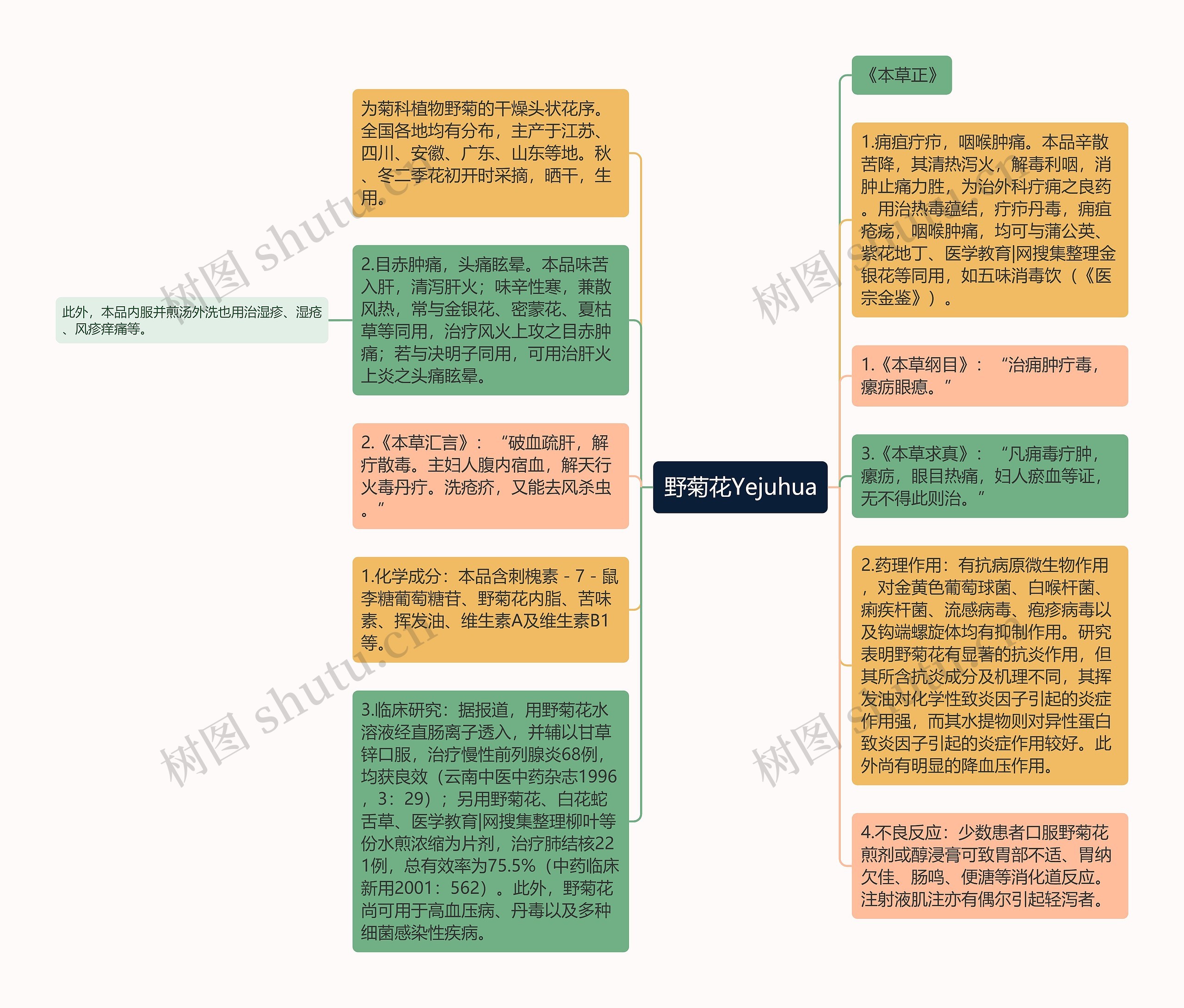 野菊花Yejuhua思维导图