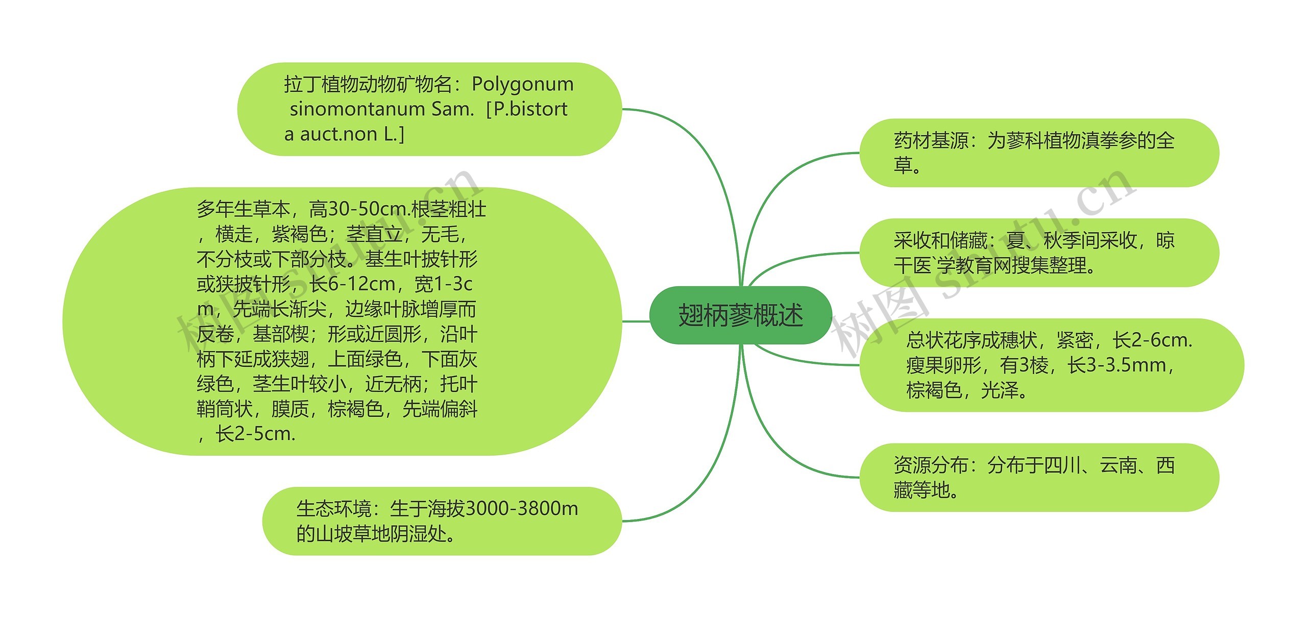 翅柄蓼概述思维导图