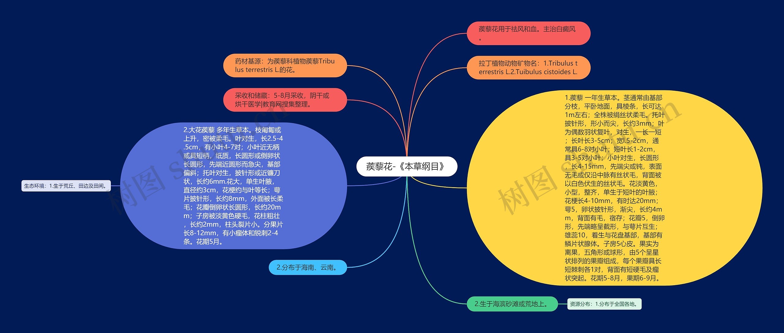 蒺藜花-《本草纲目》思维导图